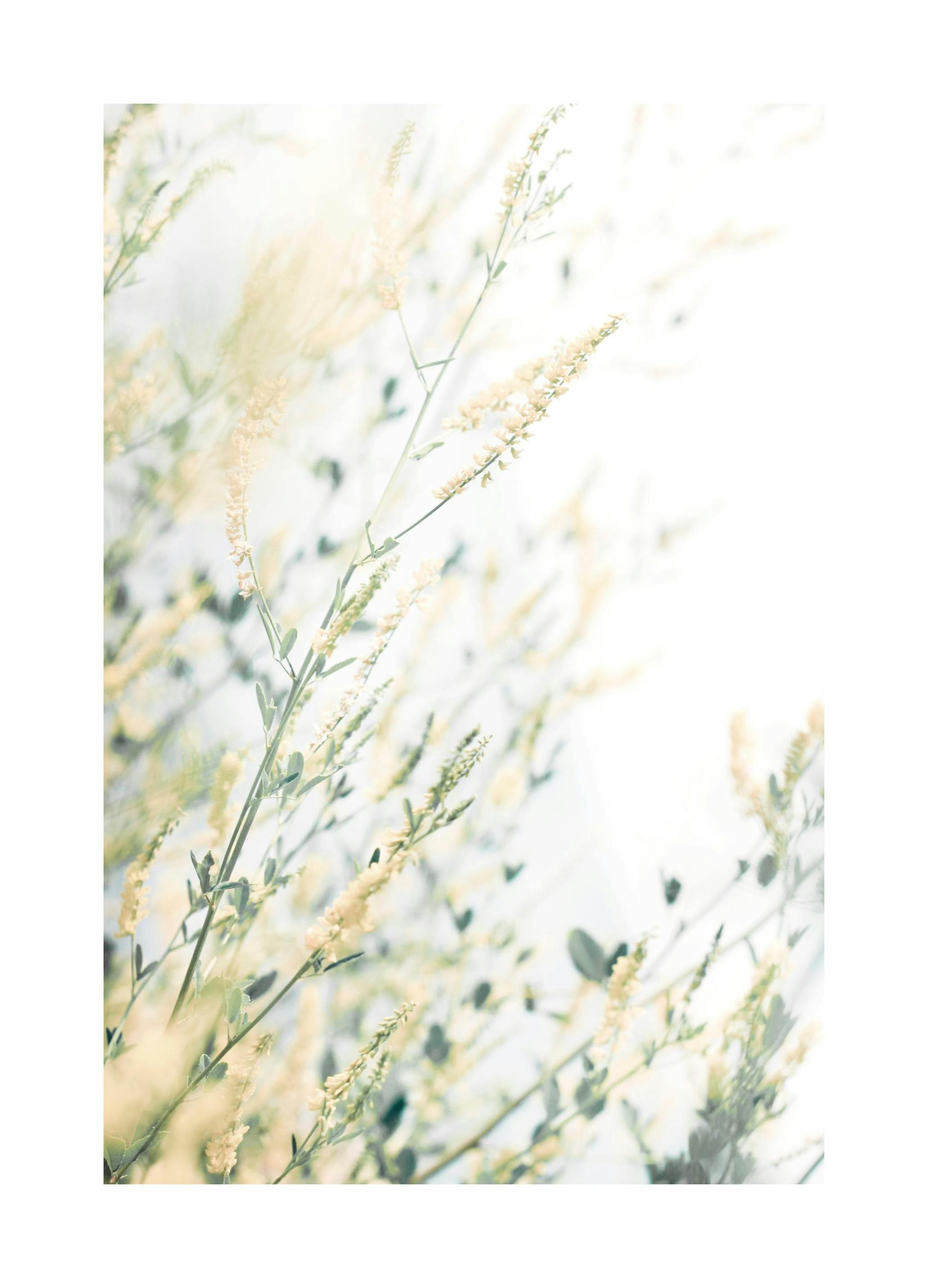 Prints - Light Floral Print (50x70 cm) - Botanical prints