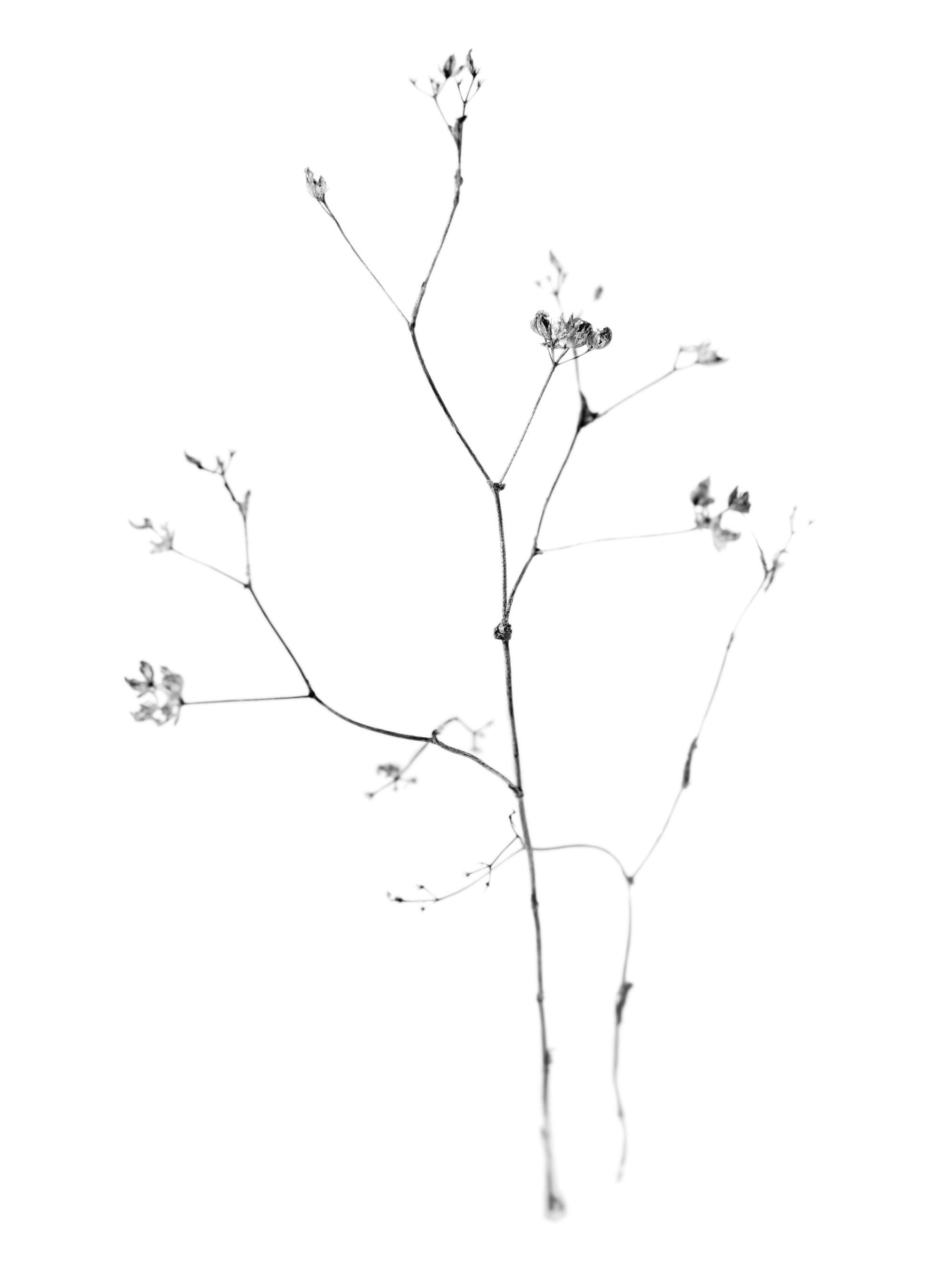 Svartvitt fotografi av en tunn stjälk med små blommor. Botanisk fotokonst med ett minimalistiskt uttryck.