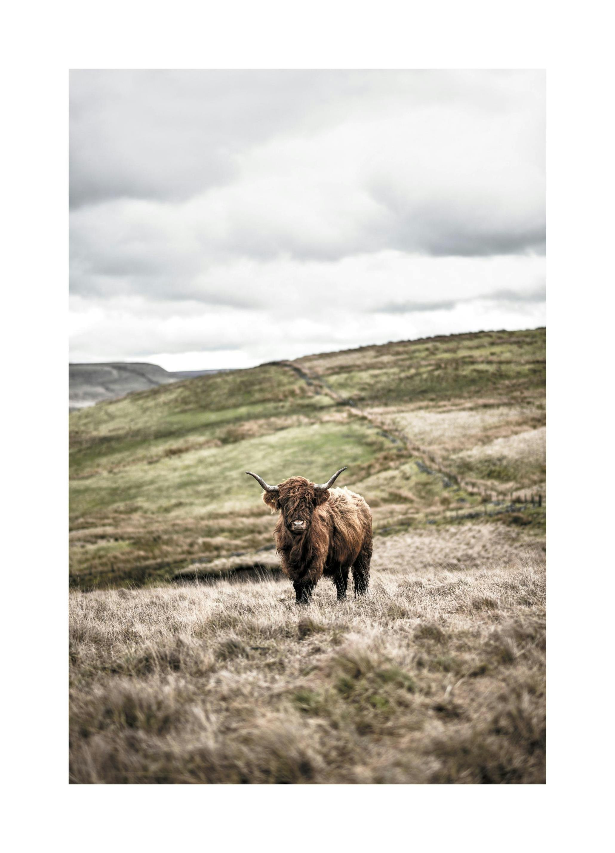 Prints - Cow In Landscape Print (30x40 cm) - Animal art prints