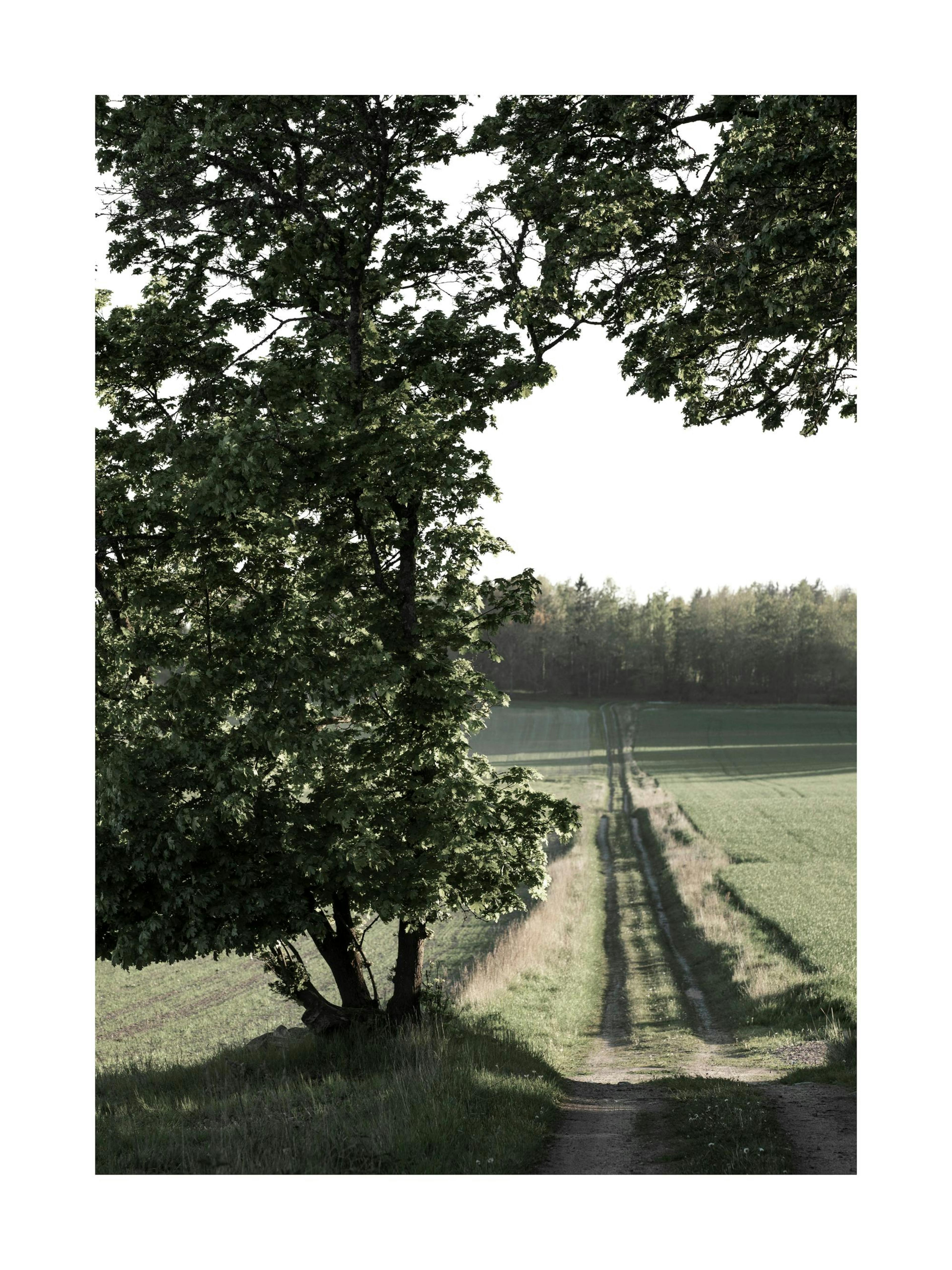 Country road print with a large tree casting shadows on a dirt path through green fields.