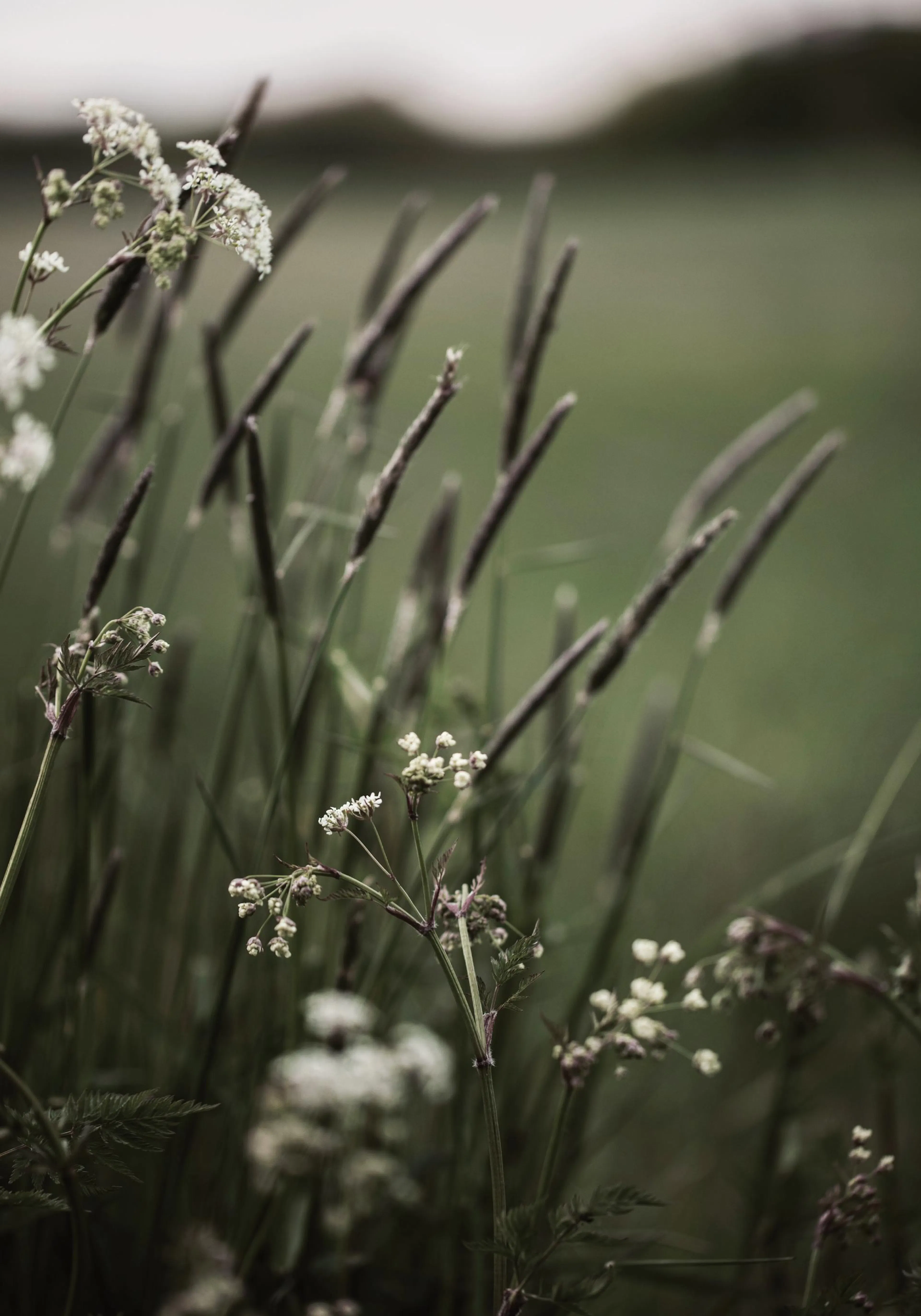 Photograph of delicate white flowers and green grass with a soft, blurred background, creating a serene floral print.