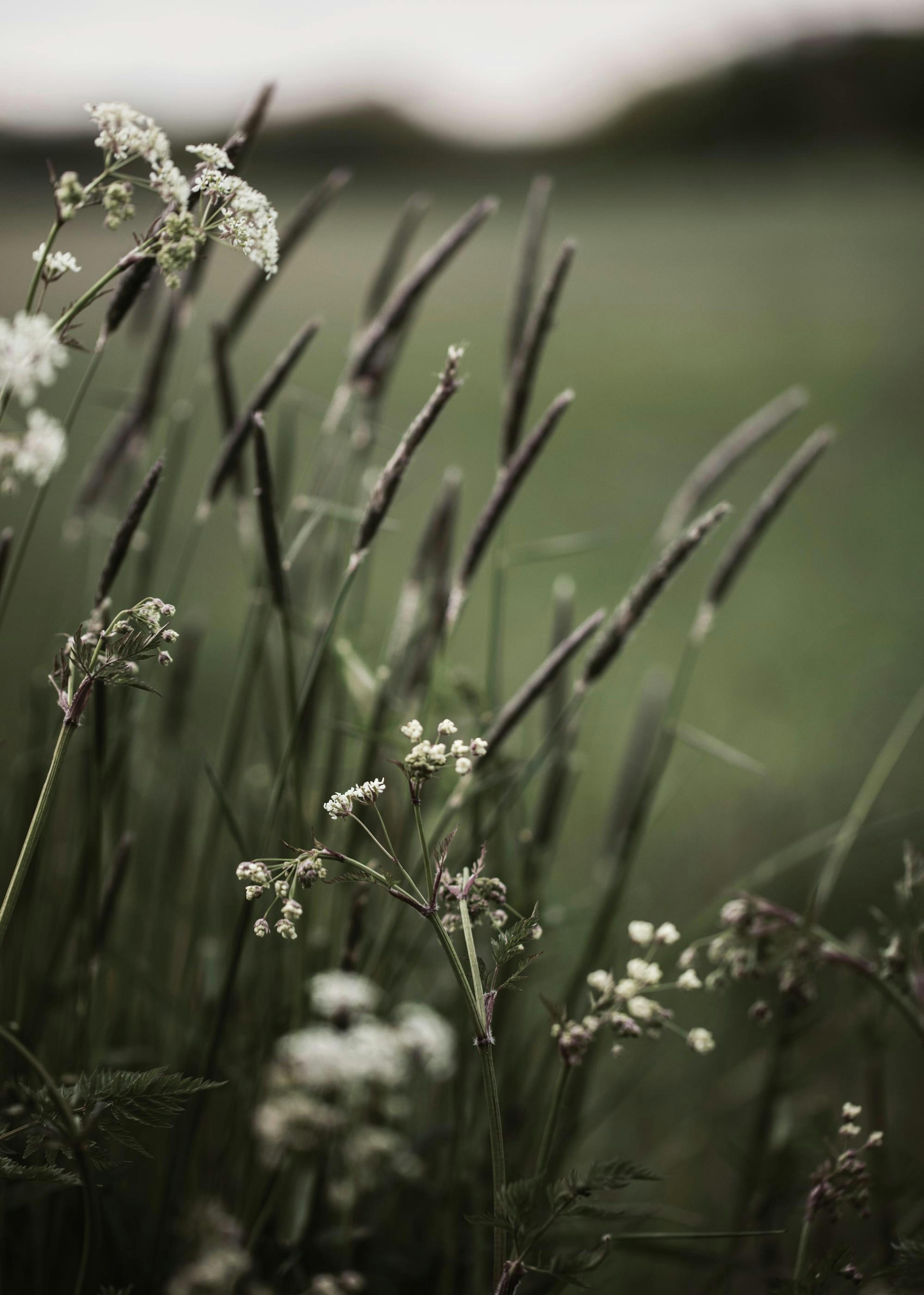 Grass In Bloom Plakat 0