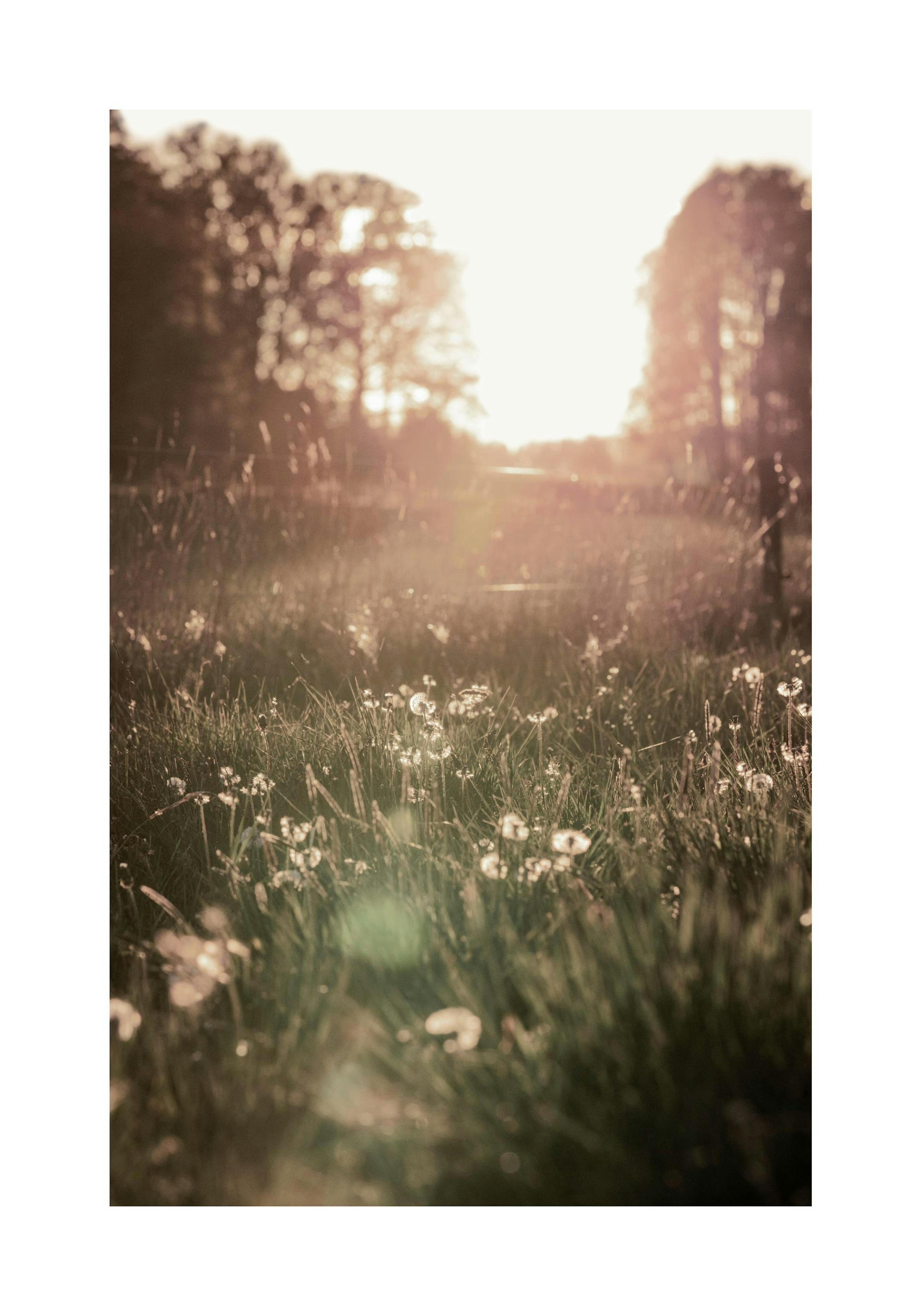 Photograph of white flowers in a meadow at sunset for a nature poster print.