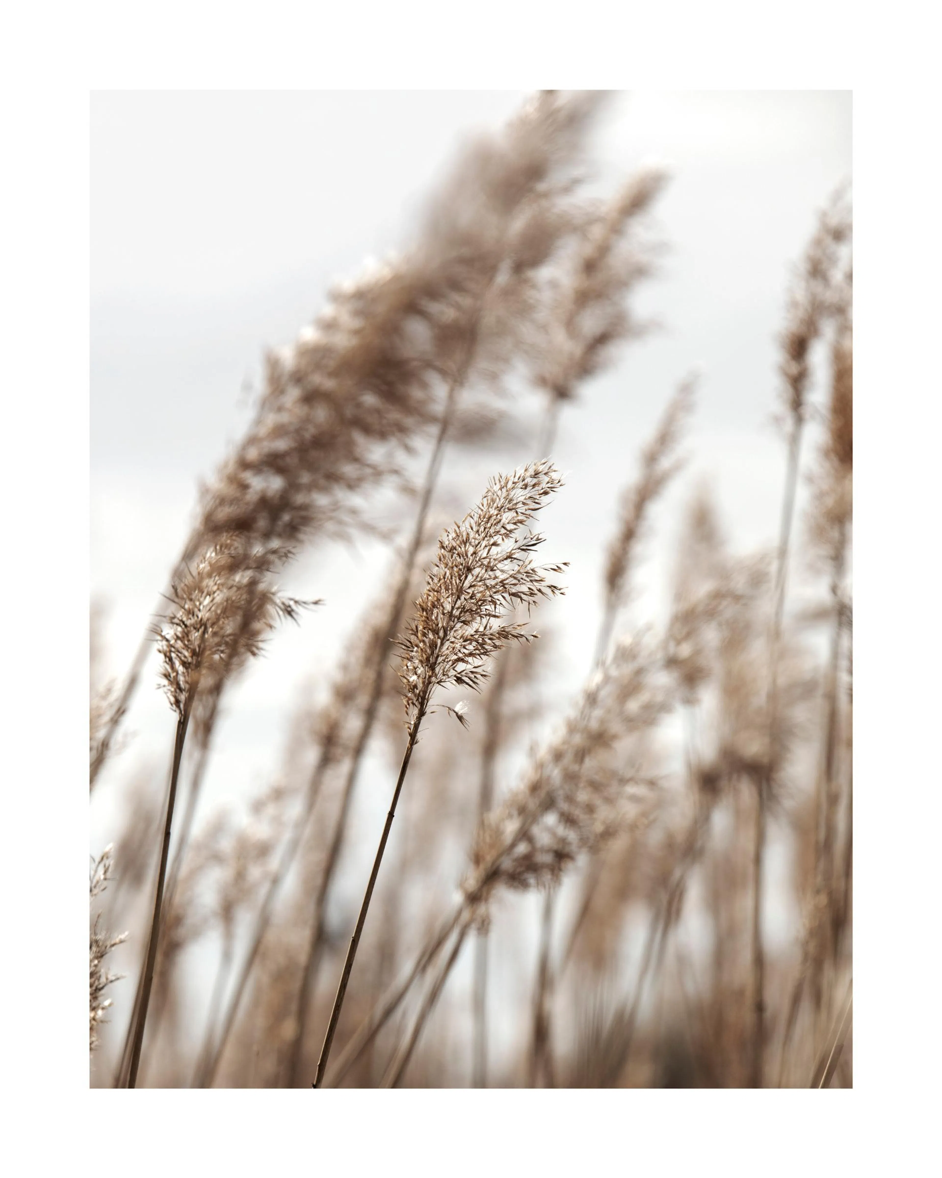 Botanical photo print of beige reed stalks swaying in the wind against a light grey sky, nature wall art.