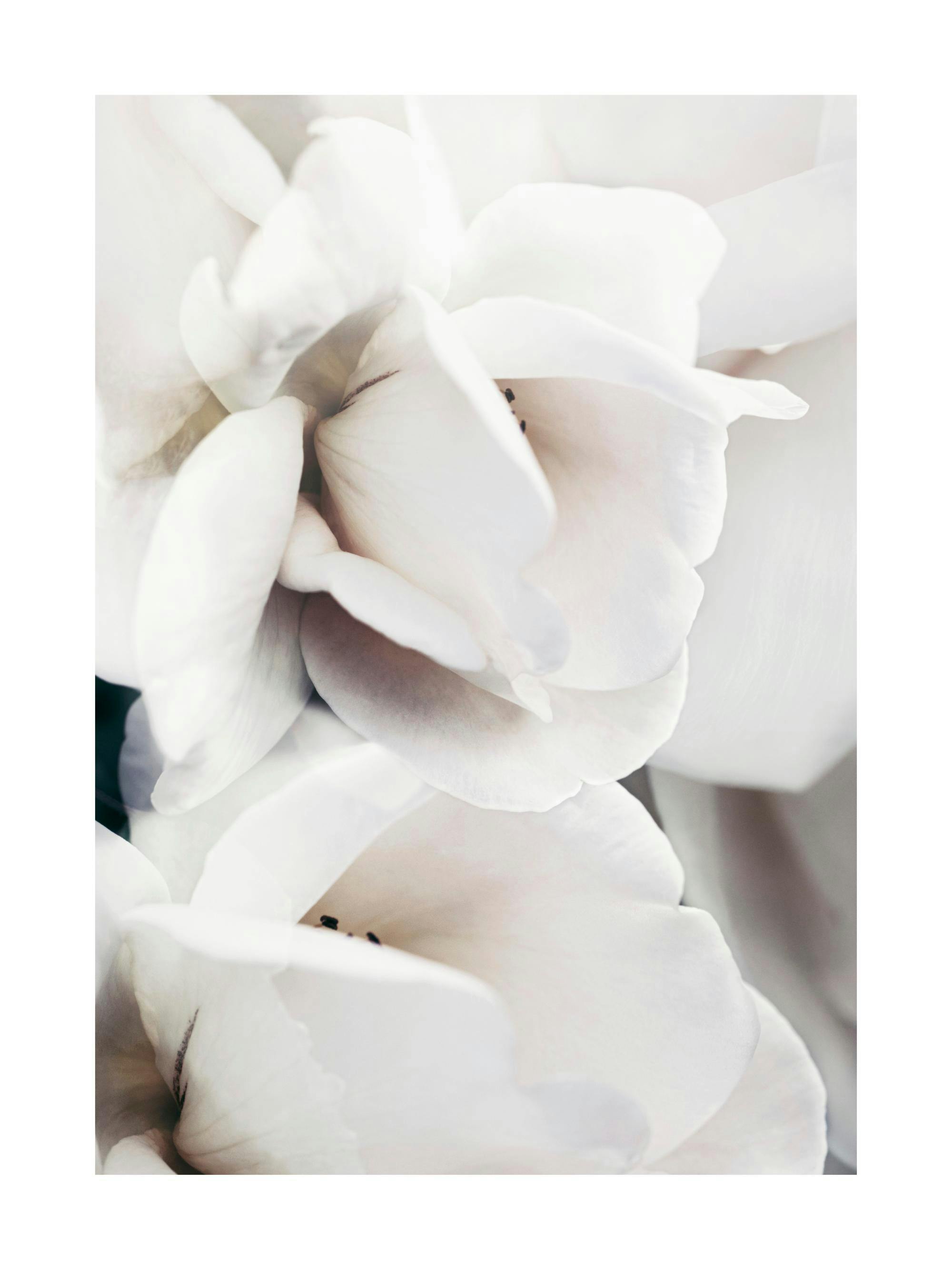 Affiche Milky Rose No1, photographie gros plan de pétales de rose blancs, typographie douce et romantique
