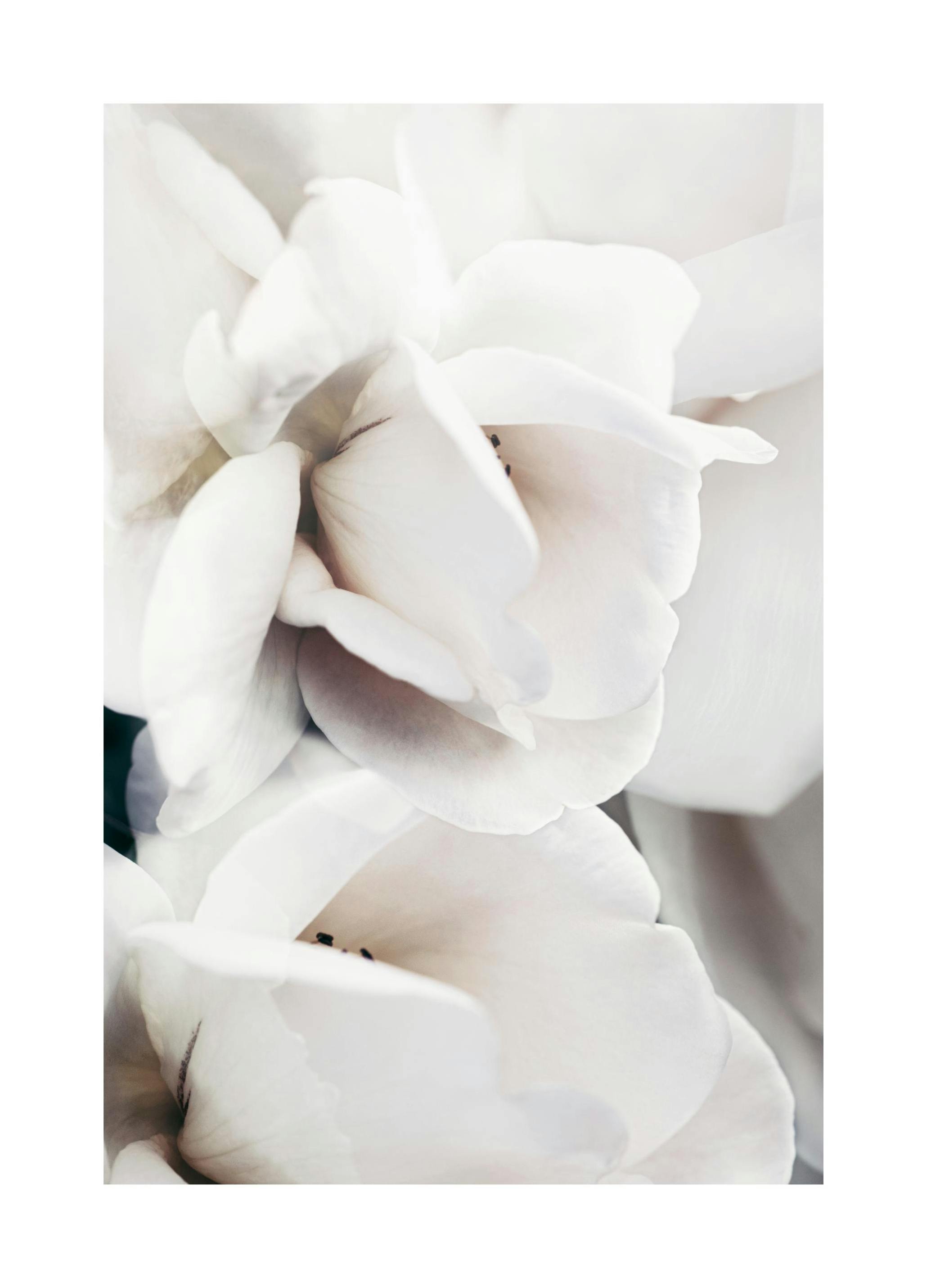 Milky Rose No1 Print (30x40 cm)