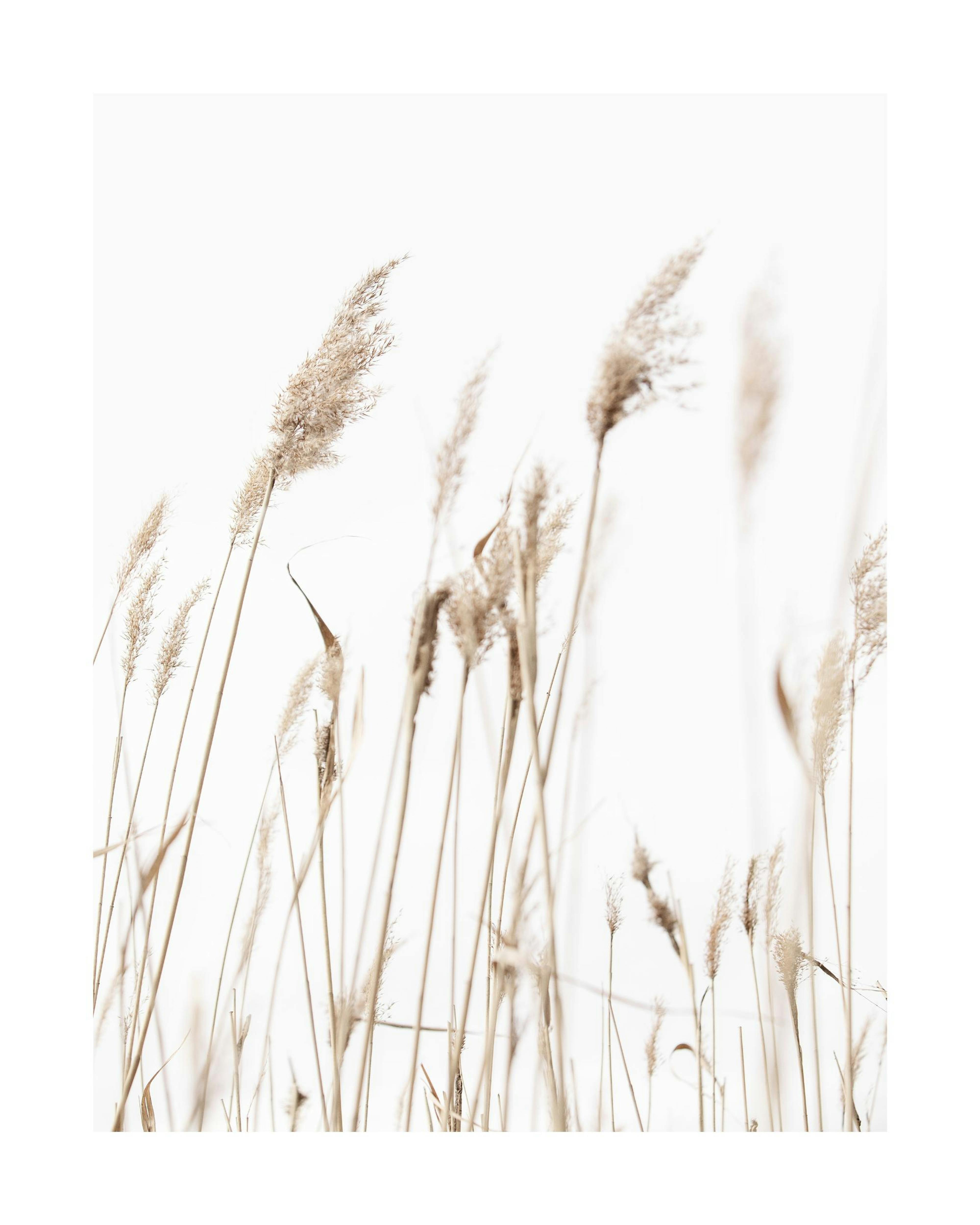 Print of beige reeds against a light grey background, a serene nature poster