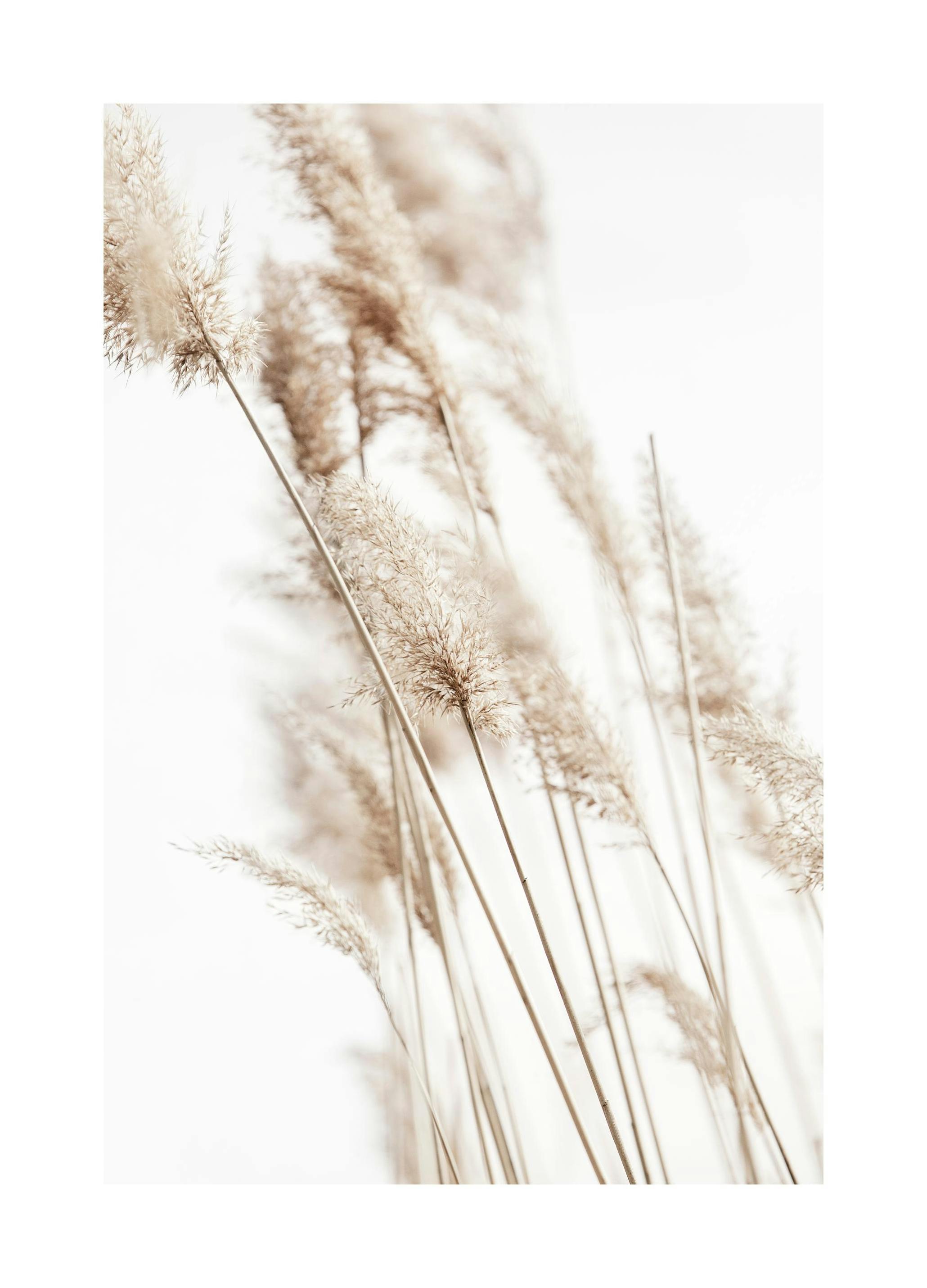Sunny Reeds No2 Plakat (50x70 cm) - Plakater > Botaniske plakater