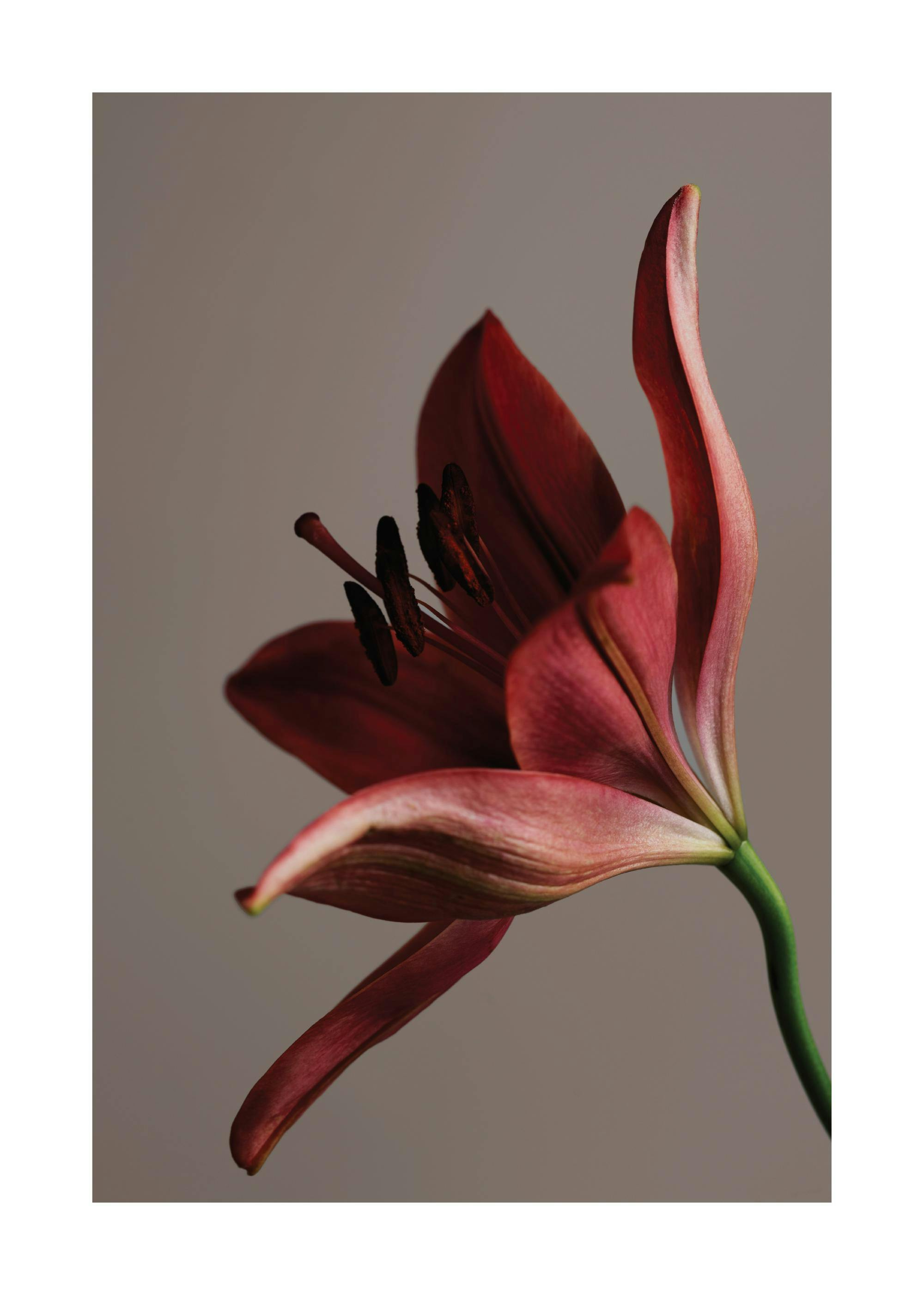Dark red flower with deep red petals and prominent black stamens, on a muted brown background.