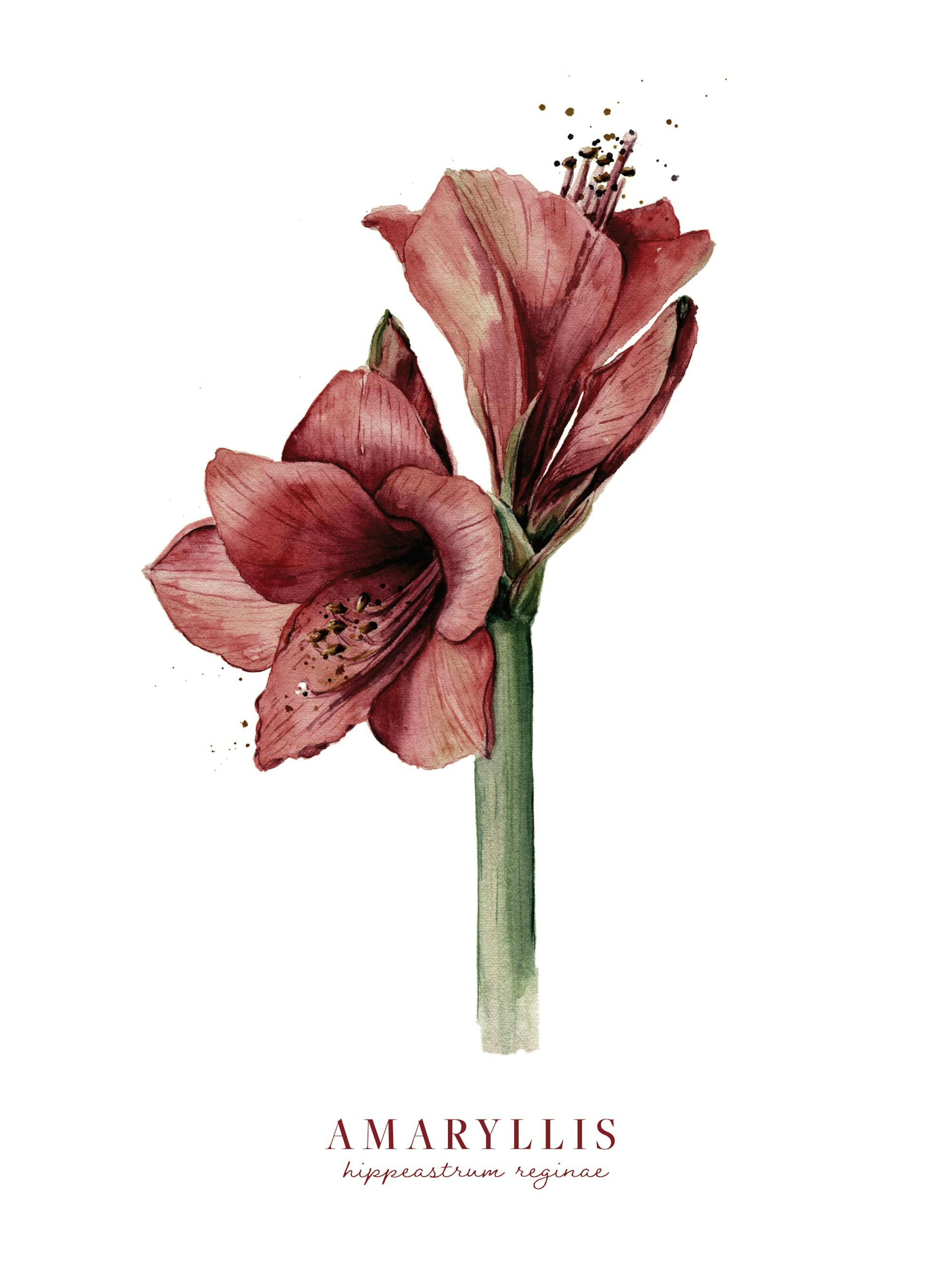 Akvarellplakat med rød amaryllis og grønn stilk på hvit bakgrunn. Rød tekst AMARYLLIS nederst.
