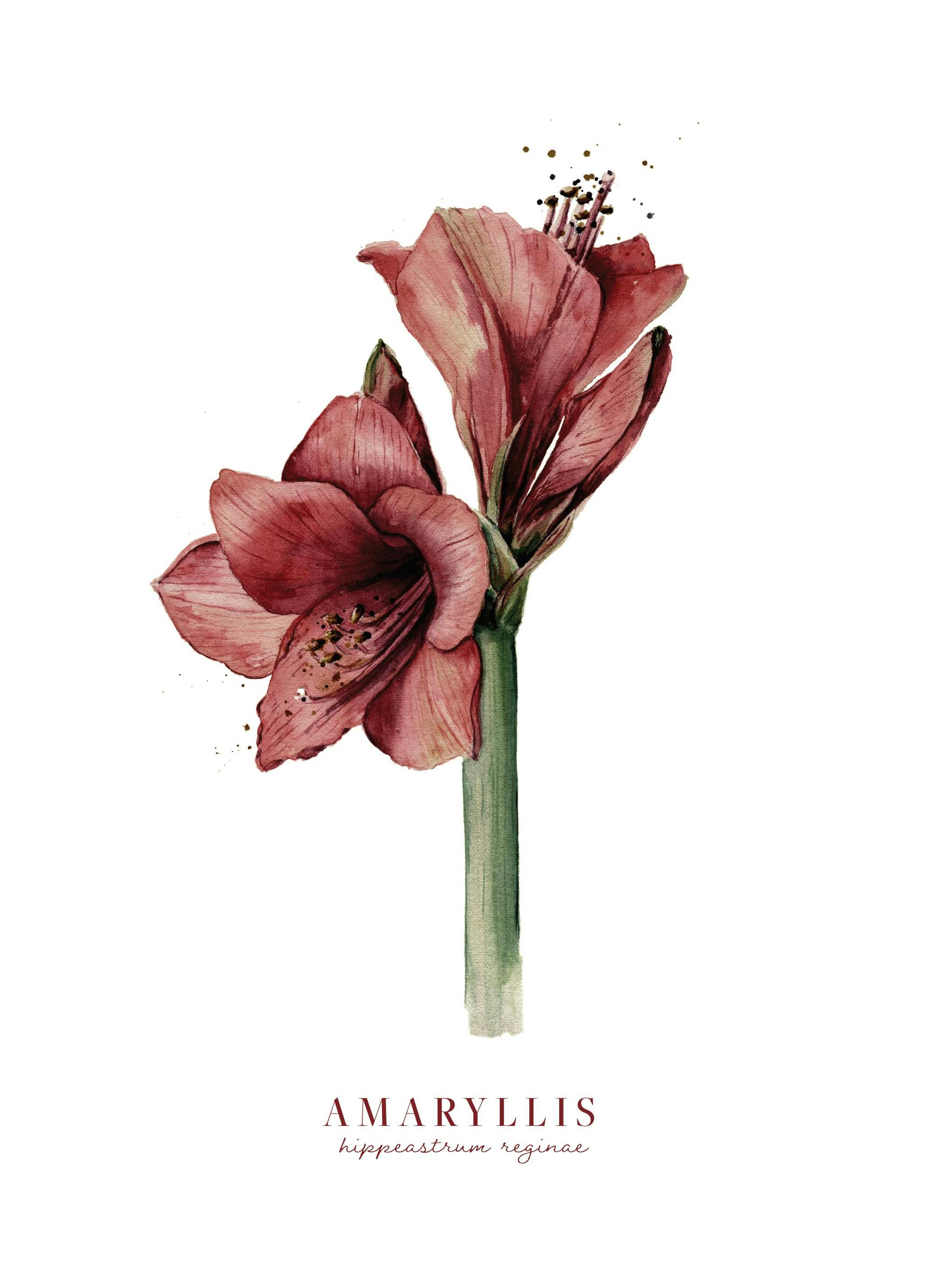 Watercolor Amaryllis Poster (13x18 cm)- Poster di fiori & piante