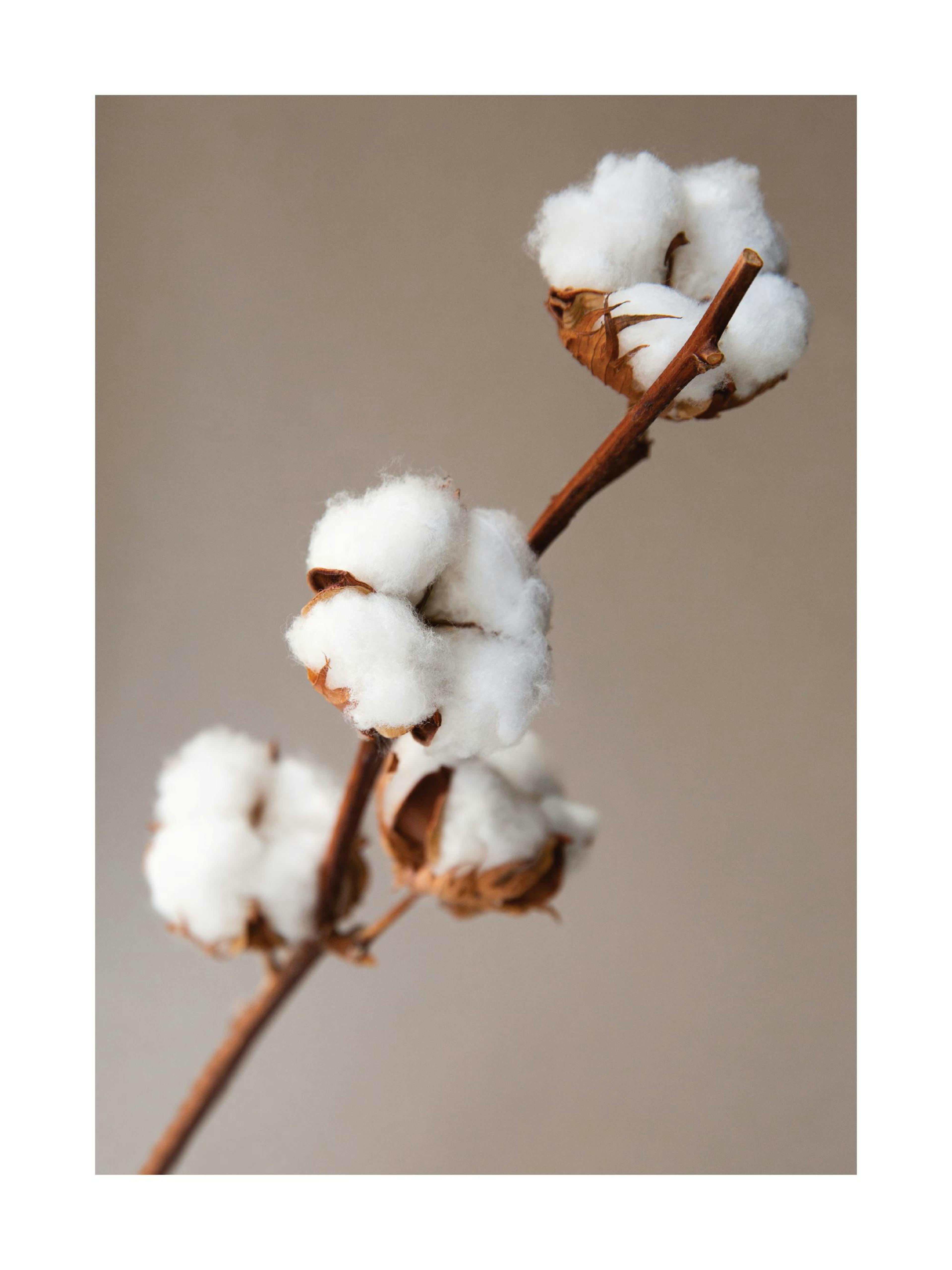 Affiche de fleurs de coton blanches sur une branche, sur un fond beige