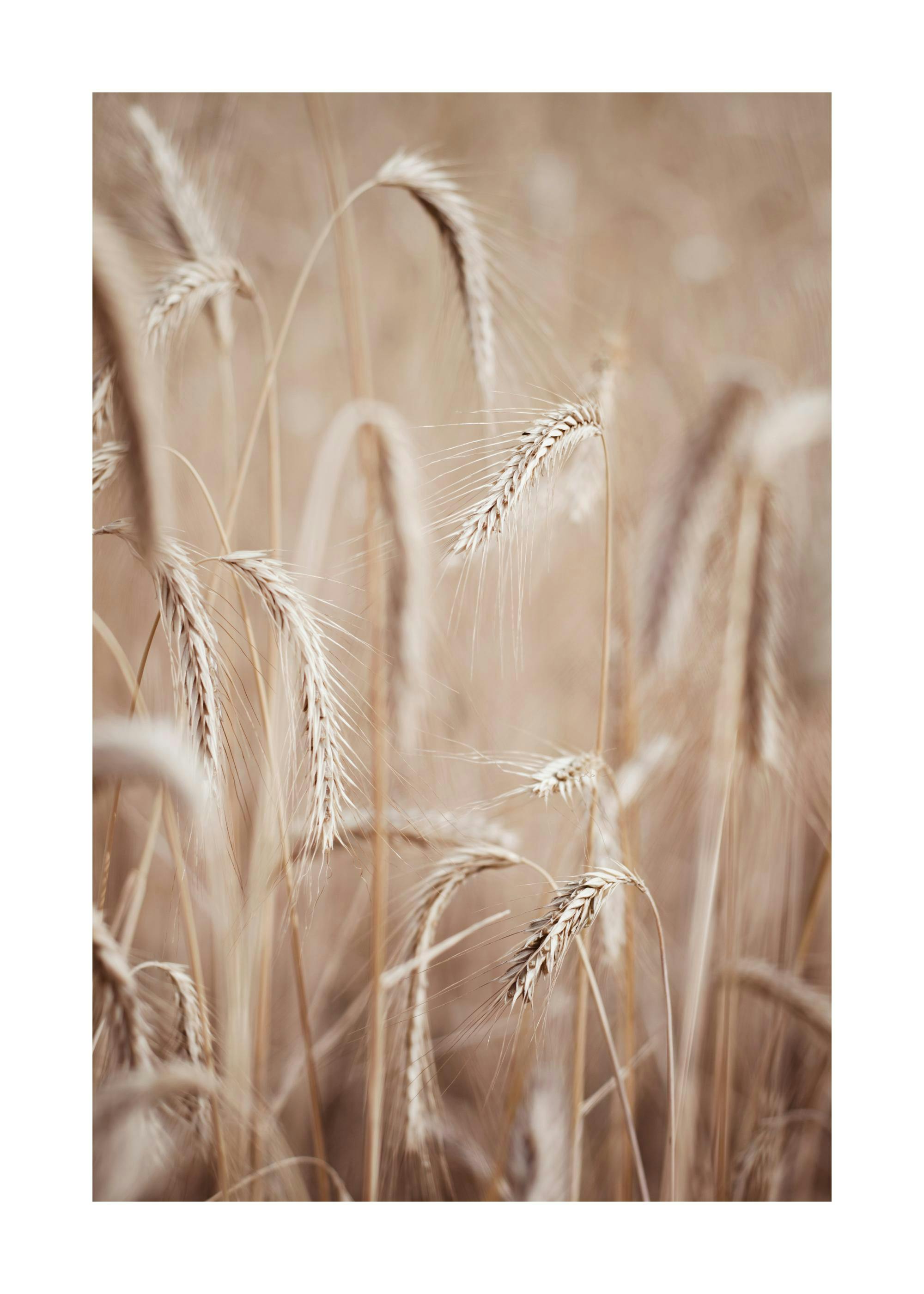 Fotografie eines Feldes mit beigen Roggenähren, detailreiche Ähren im Vordergrund, weicher Fokus, Naturmotiv