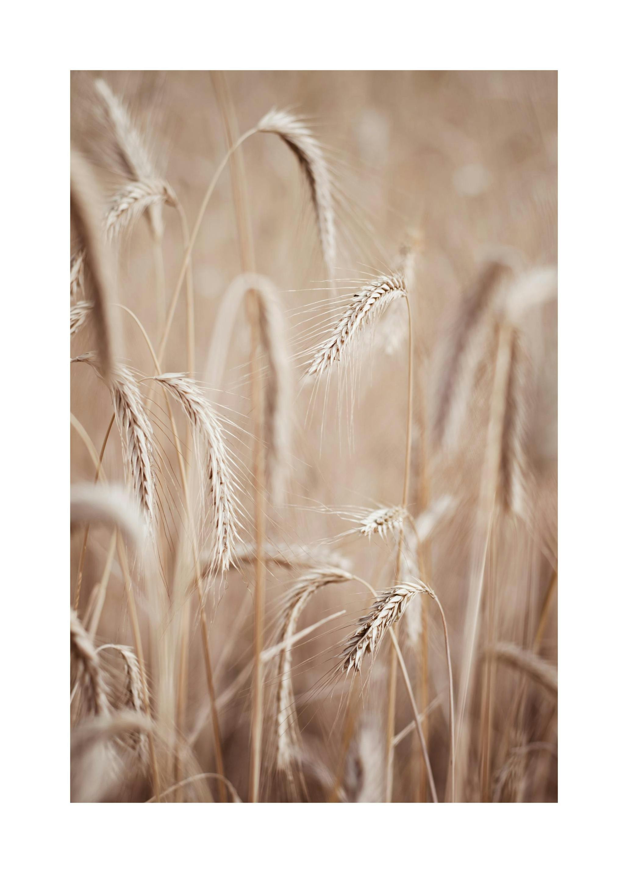 Rye Ears Plagát (30x40 cm)
