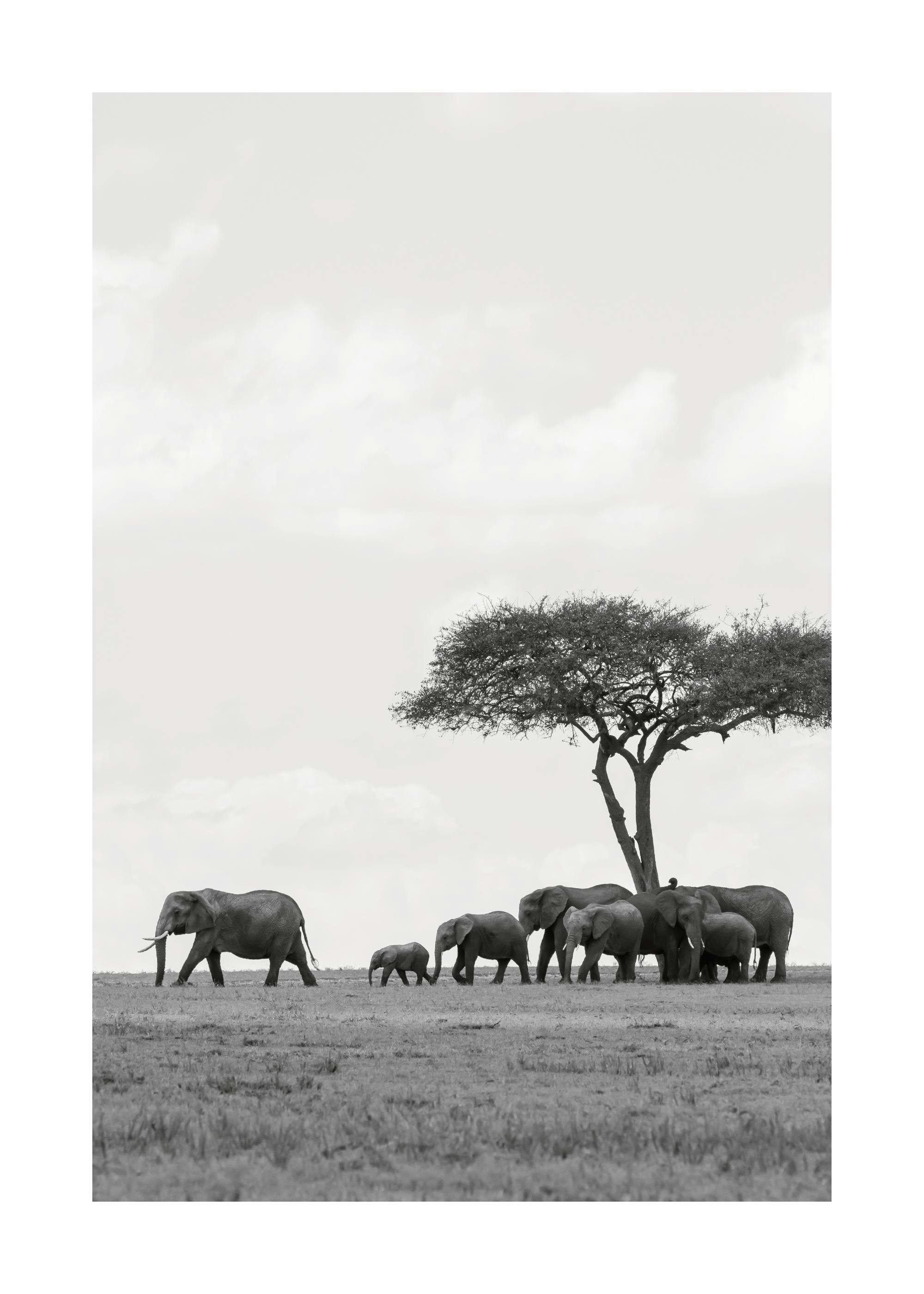 Black and white photograph print of a wild elephant herd walking in the desert under a tree.