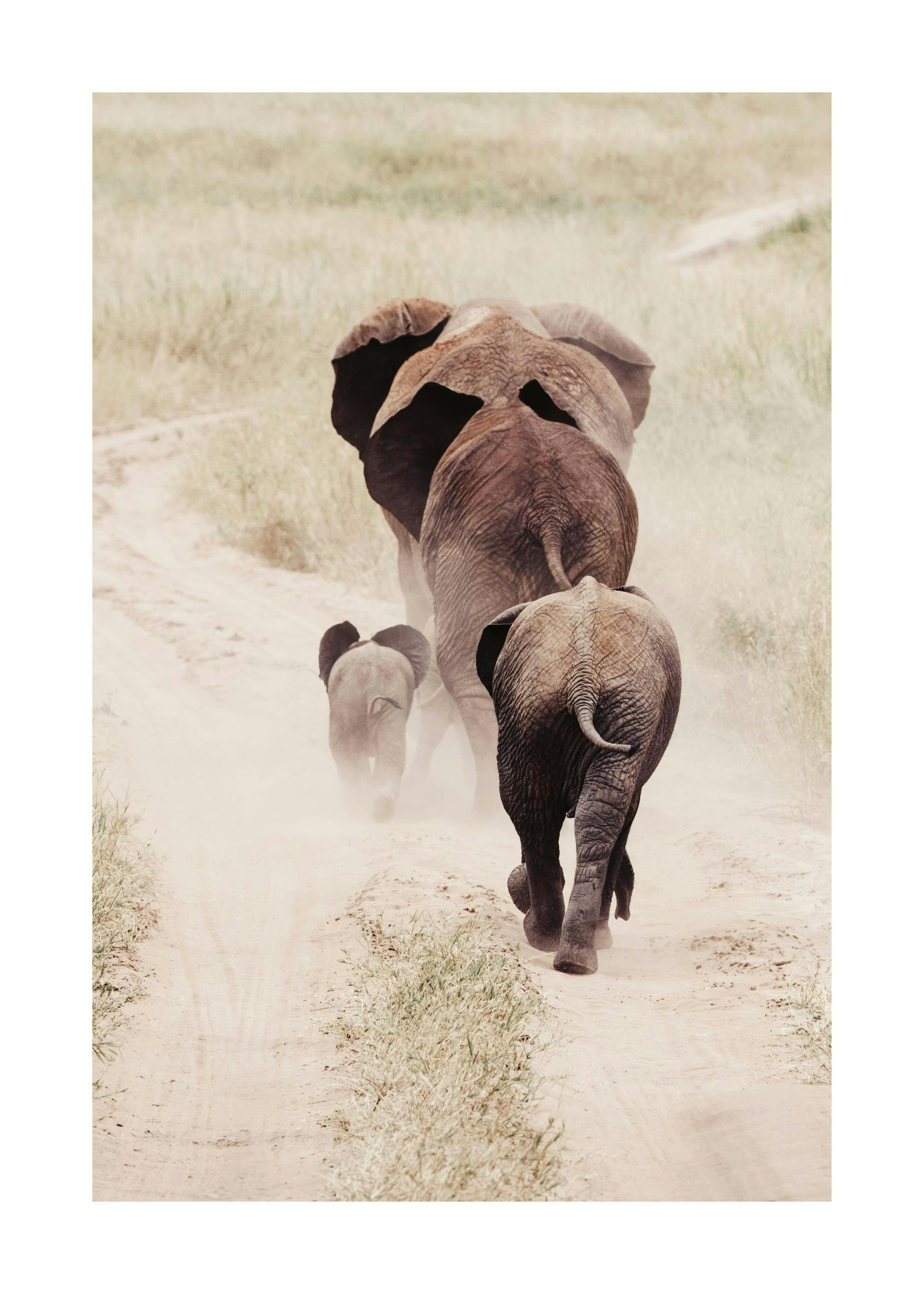 Photograph of elephants walking away on a dusty road with grass. Wildlife nature print.