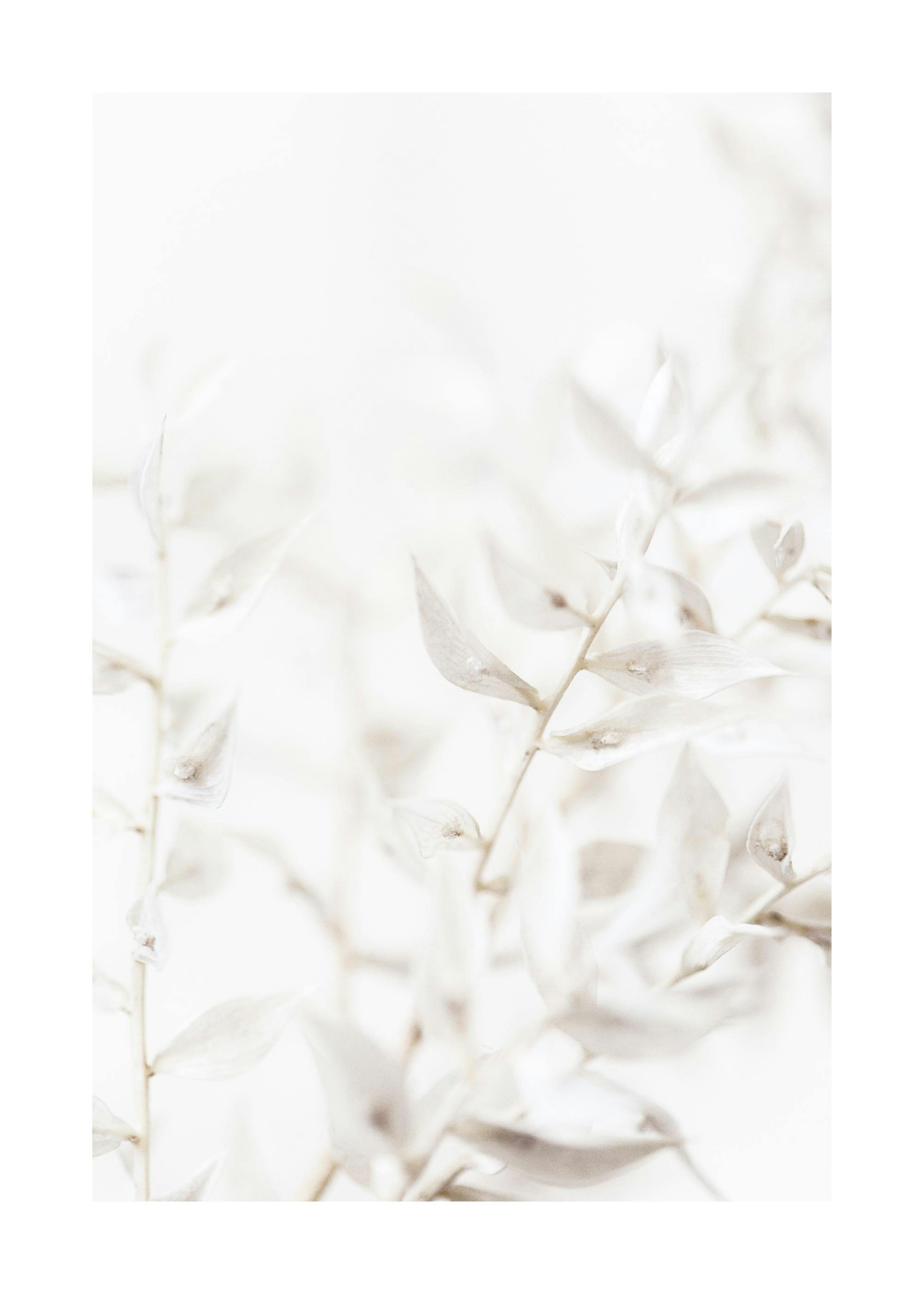 Poster con foglie bianche morbide su sfondo grigio chiaro, botanica sognante.