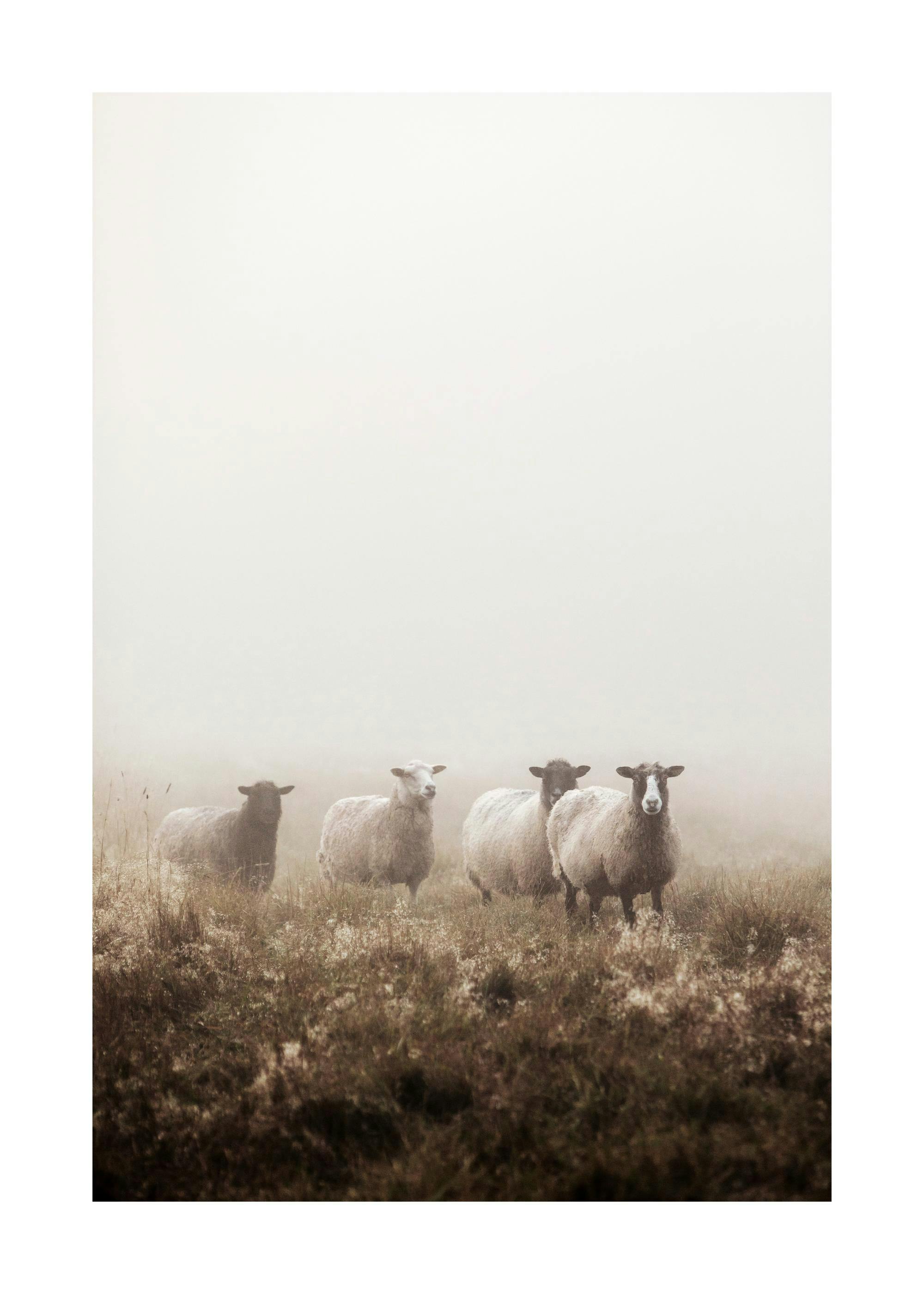 Fotografi av fyra får med ullig päls som står på ett gräsfält täckt av dimma. Djurbild, naturposter.