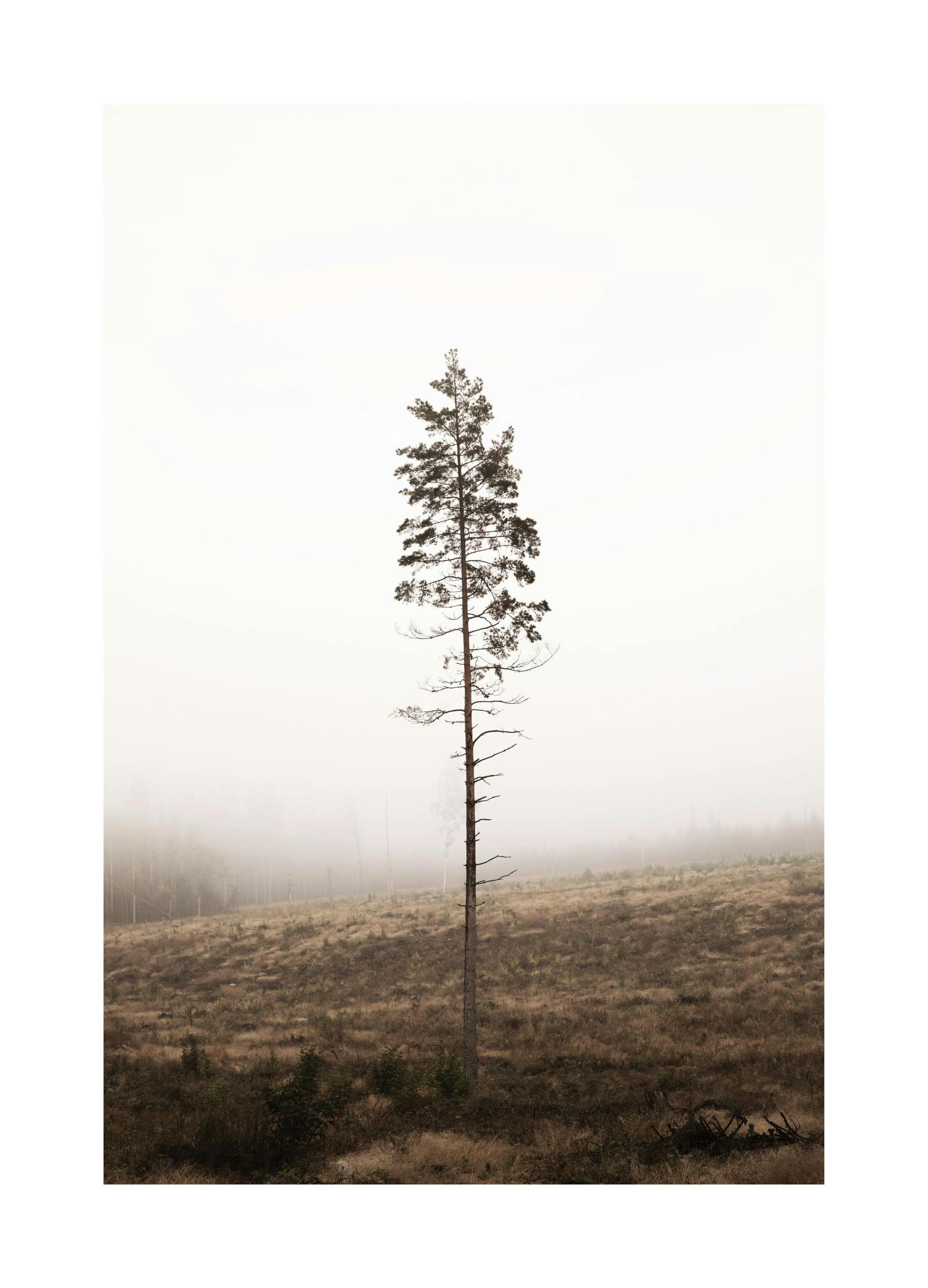 Lonely Pine Tree Poster (30x40 cm) - Fotokunst