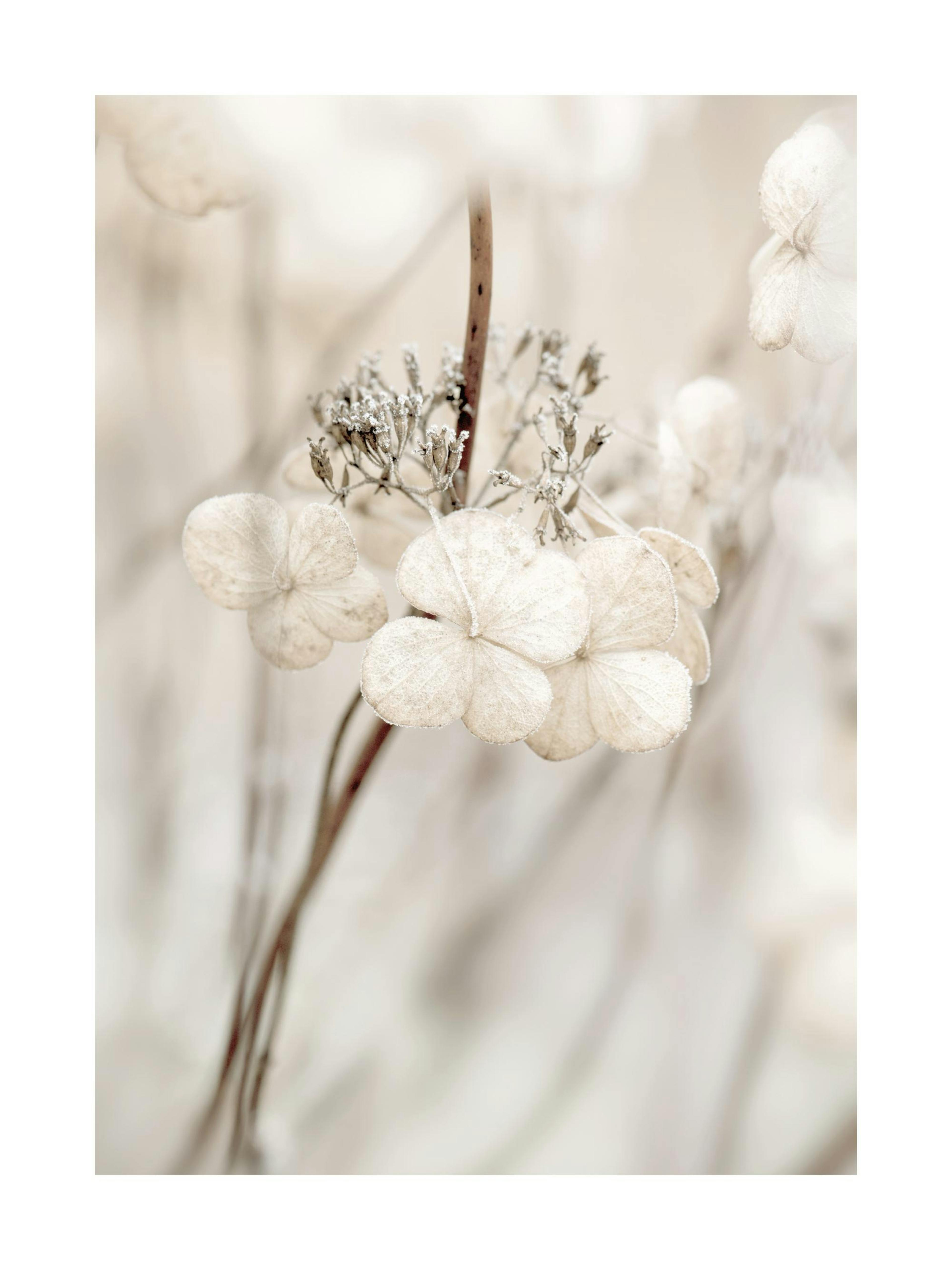 Close-up photo of a dried beige hydrangea with delicate petals and brown stems, set against a blurred background.