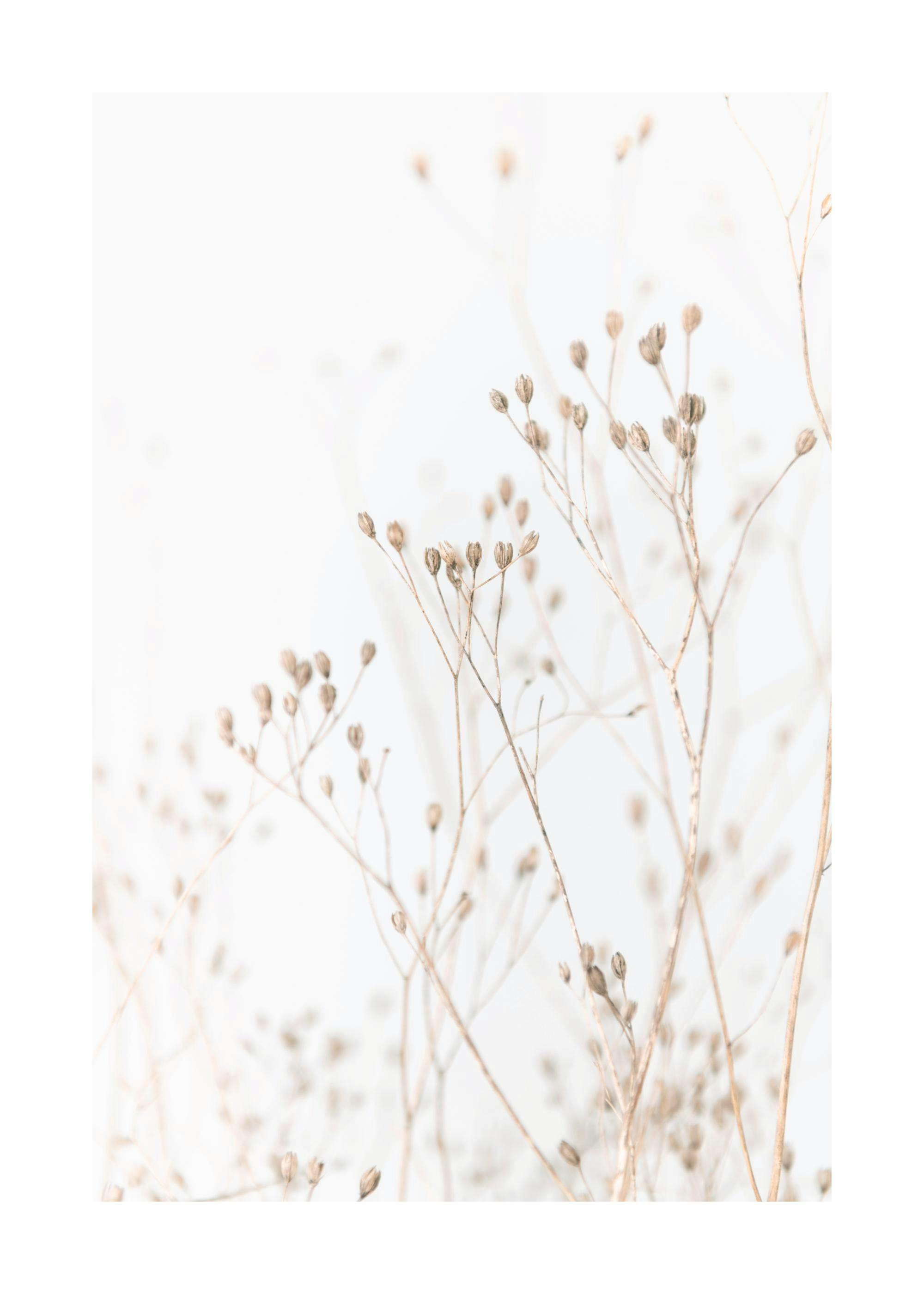 Soft beige flowers on thin stems against a light grey background, creating a calm, natural poster print.