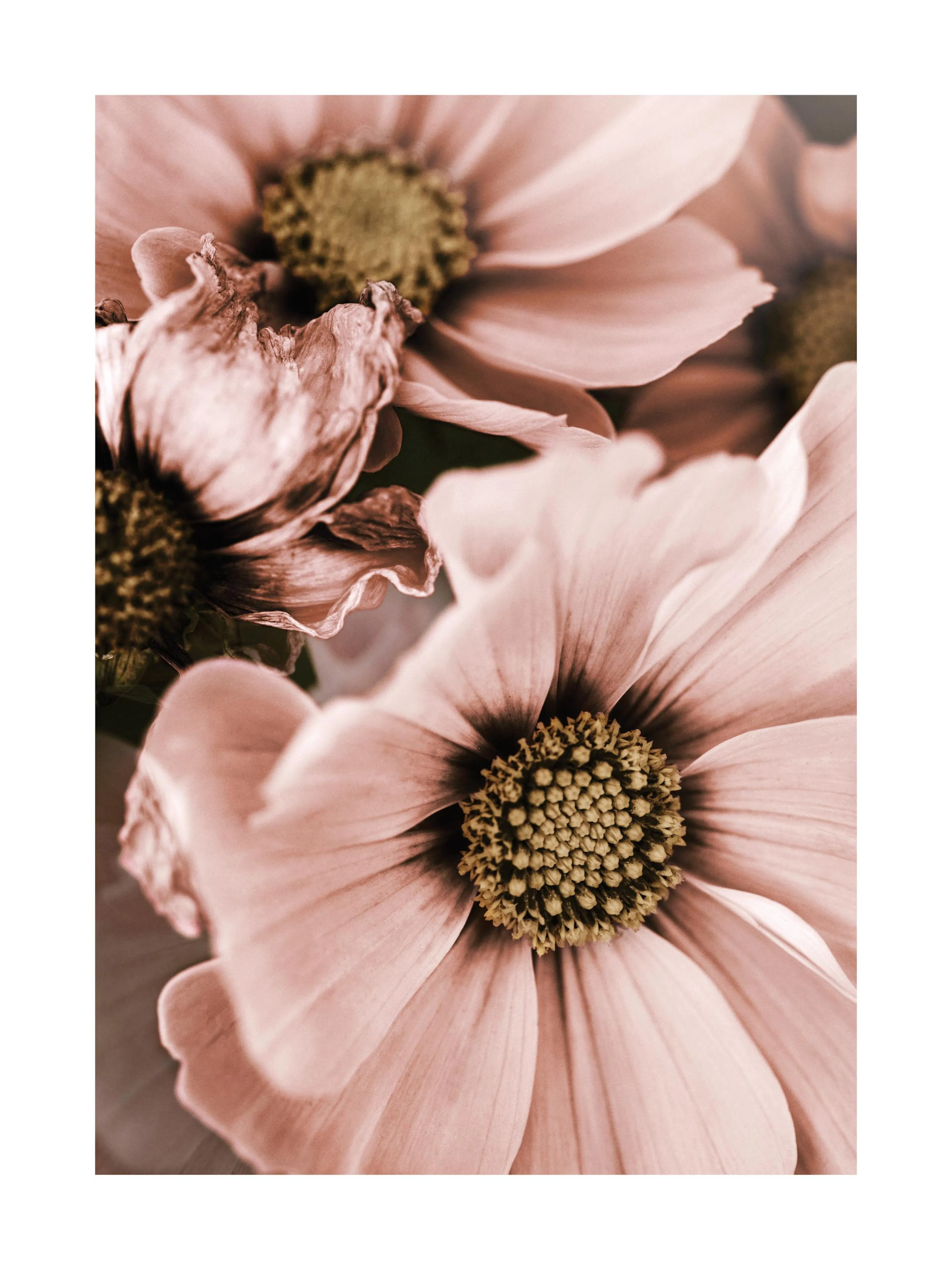 Lovely Pink Flowers Poster – Romantisches Blumenbild