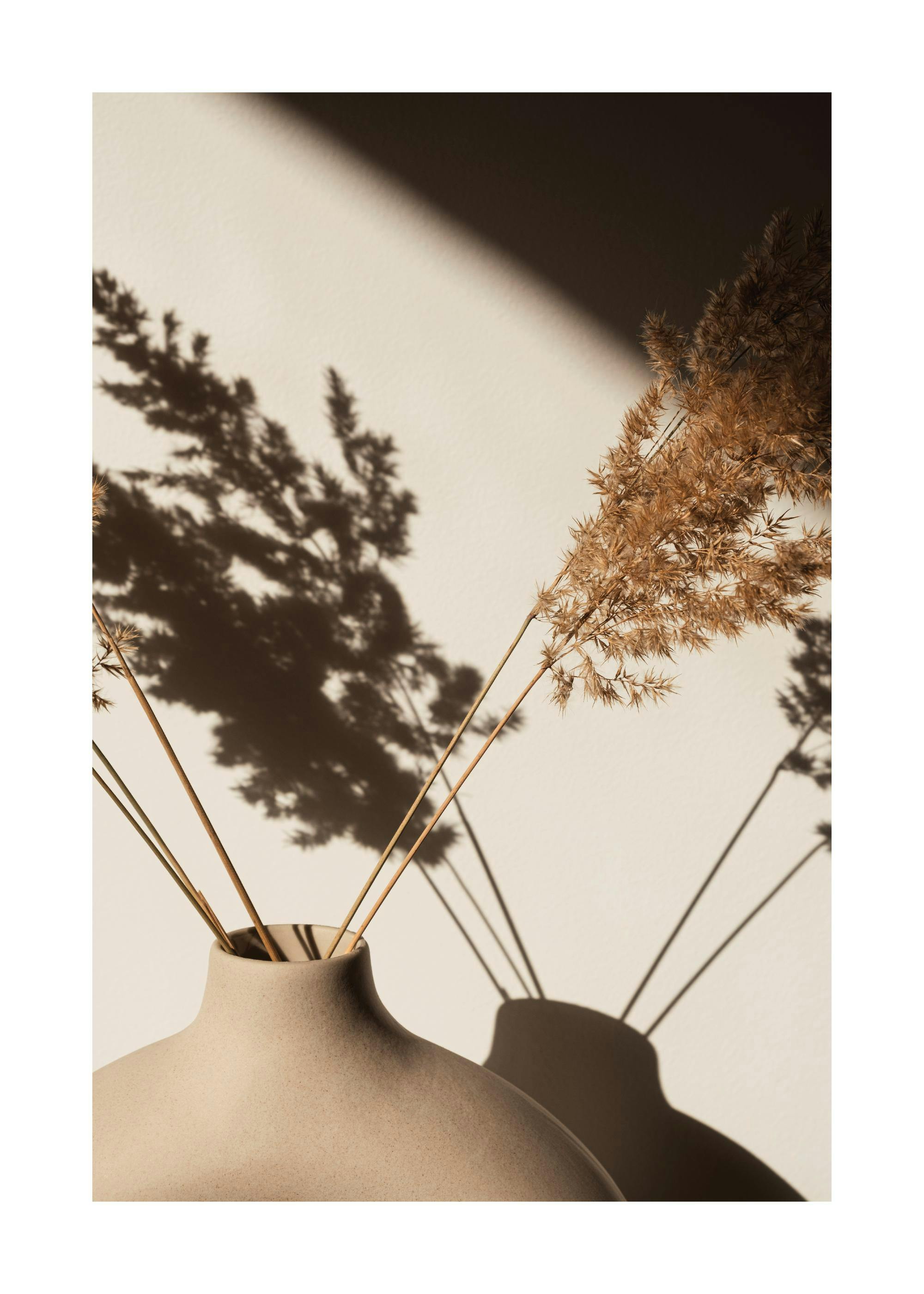Photograph of dried pampas grass in a beige vase with shadows on a light wall, a botanical print poster.