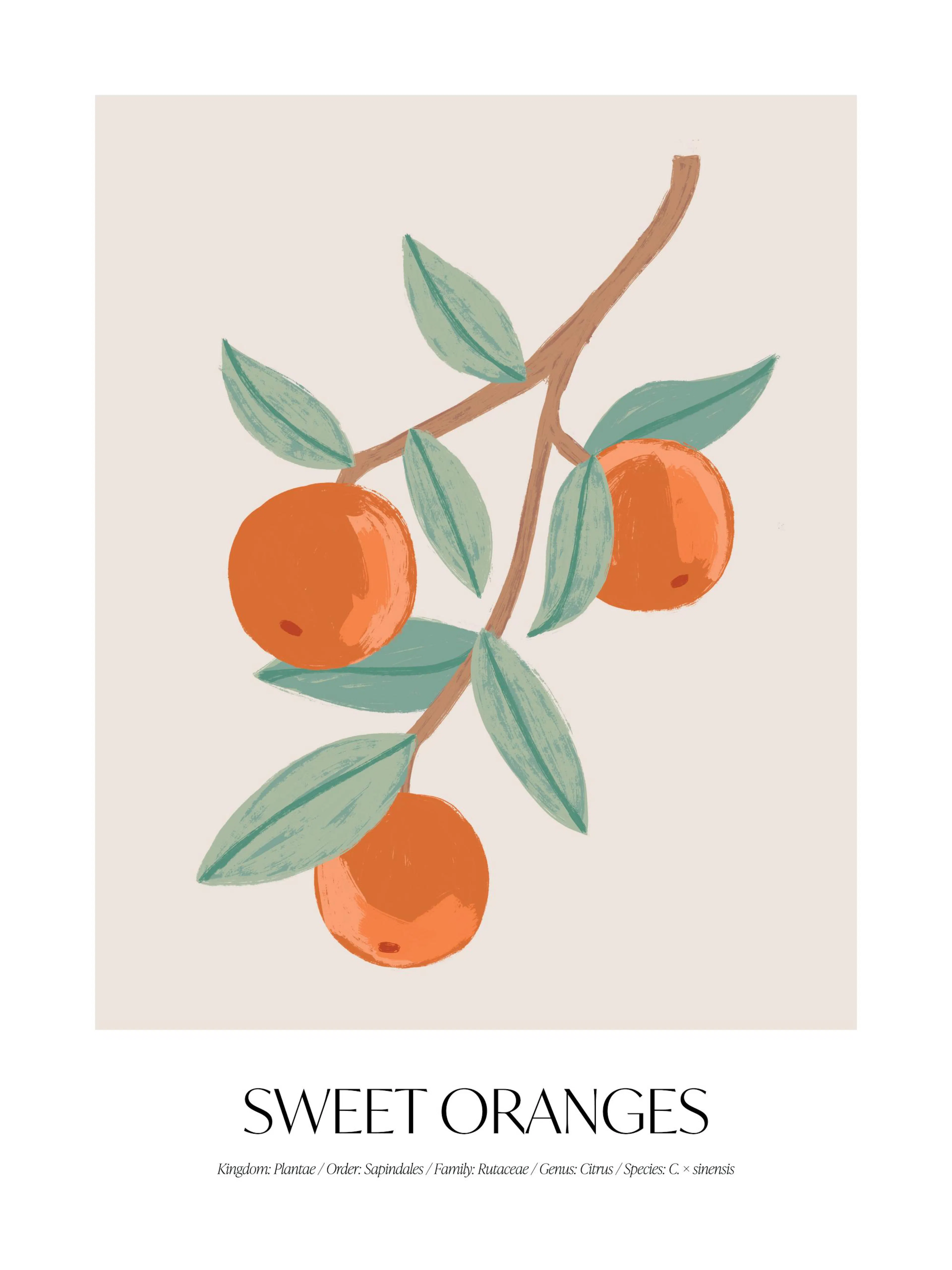 Sweet Oranges poster print, illustration of oranges and leaves on a branch on a light beige background