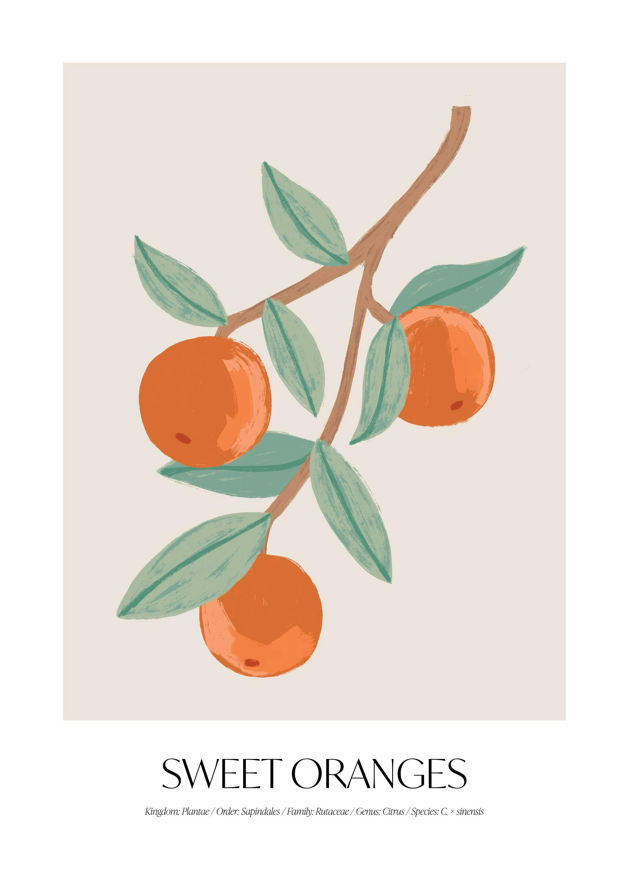 Sweet Oranges poster print, illustration of oranges and leaves on a branch on a light beige background