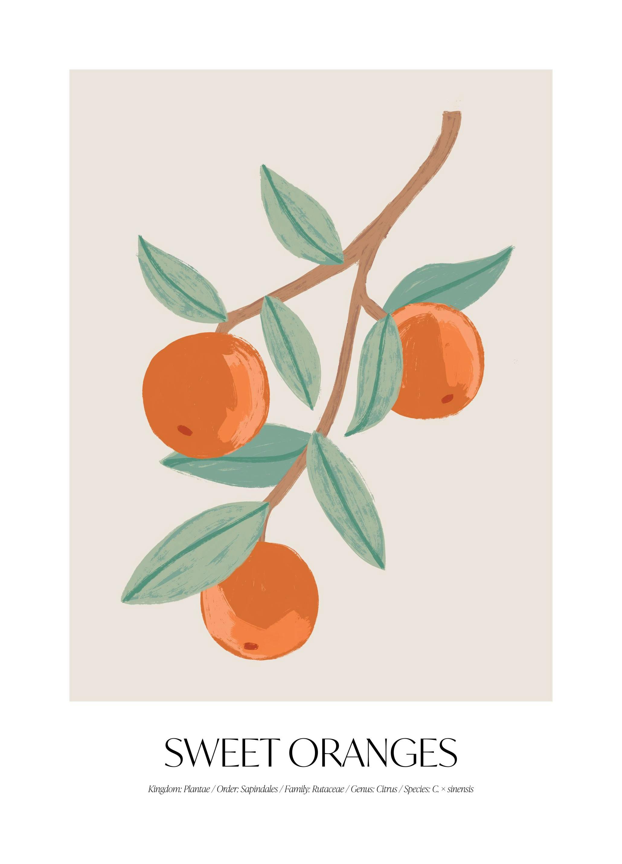 Prints - Sweet Oranges Print (30x40 cm) - Illustration prints