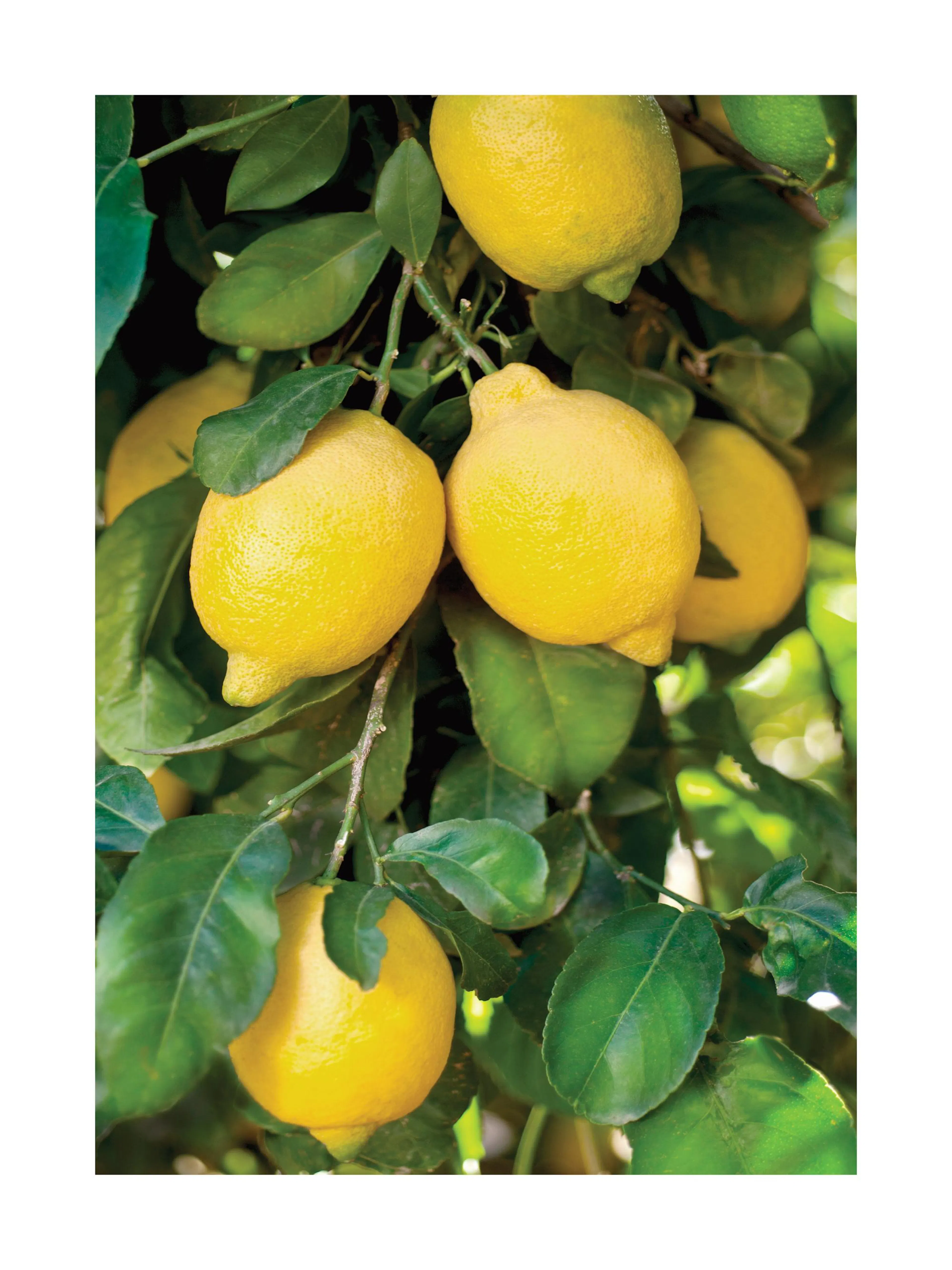 Vibrant yellow lemons on green branches, a fresh fruit poster for kitchen decor.