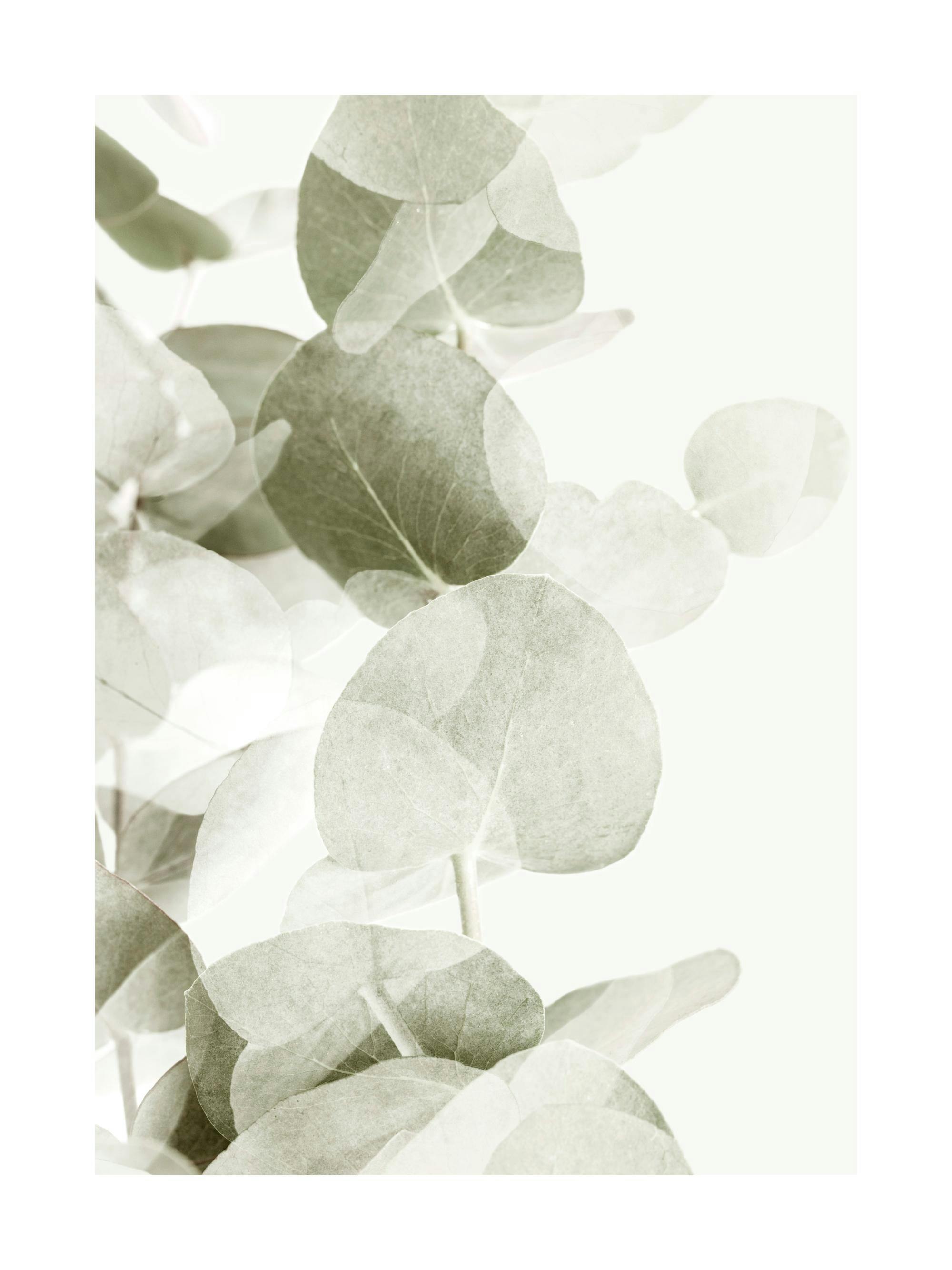 Affiche de feuilles deucalyptus gris-vert avec des ombres transparentes sur fond clair, style botanique abstrait