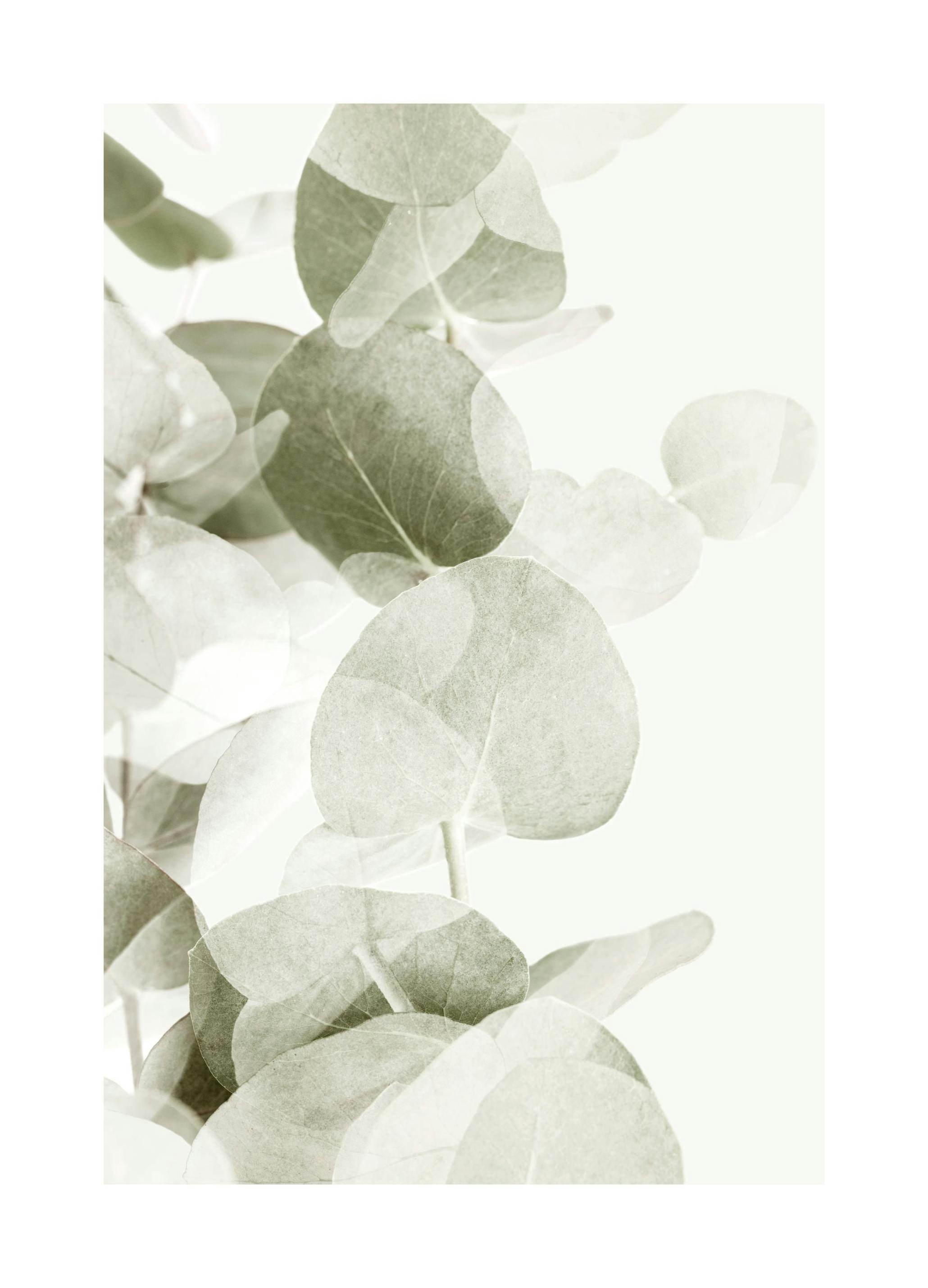 Abstract Eucalyptus No1 Poster (70x100 cm)