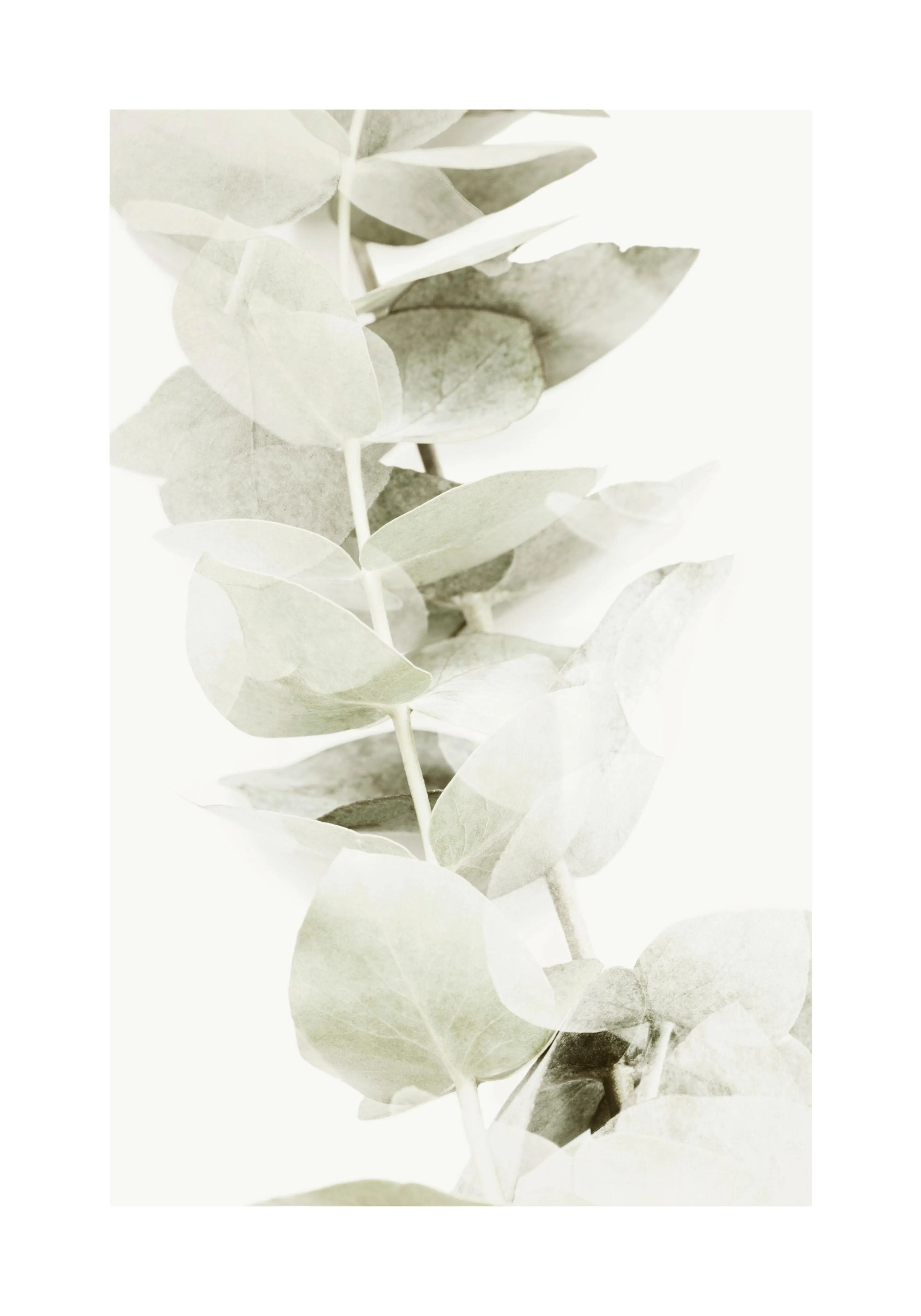Abstracte poster met een tak licht grijsgroene eucalyptusbladeren tegen een lichte achtergrond met transparante schaduwen.