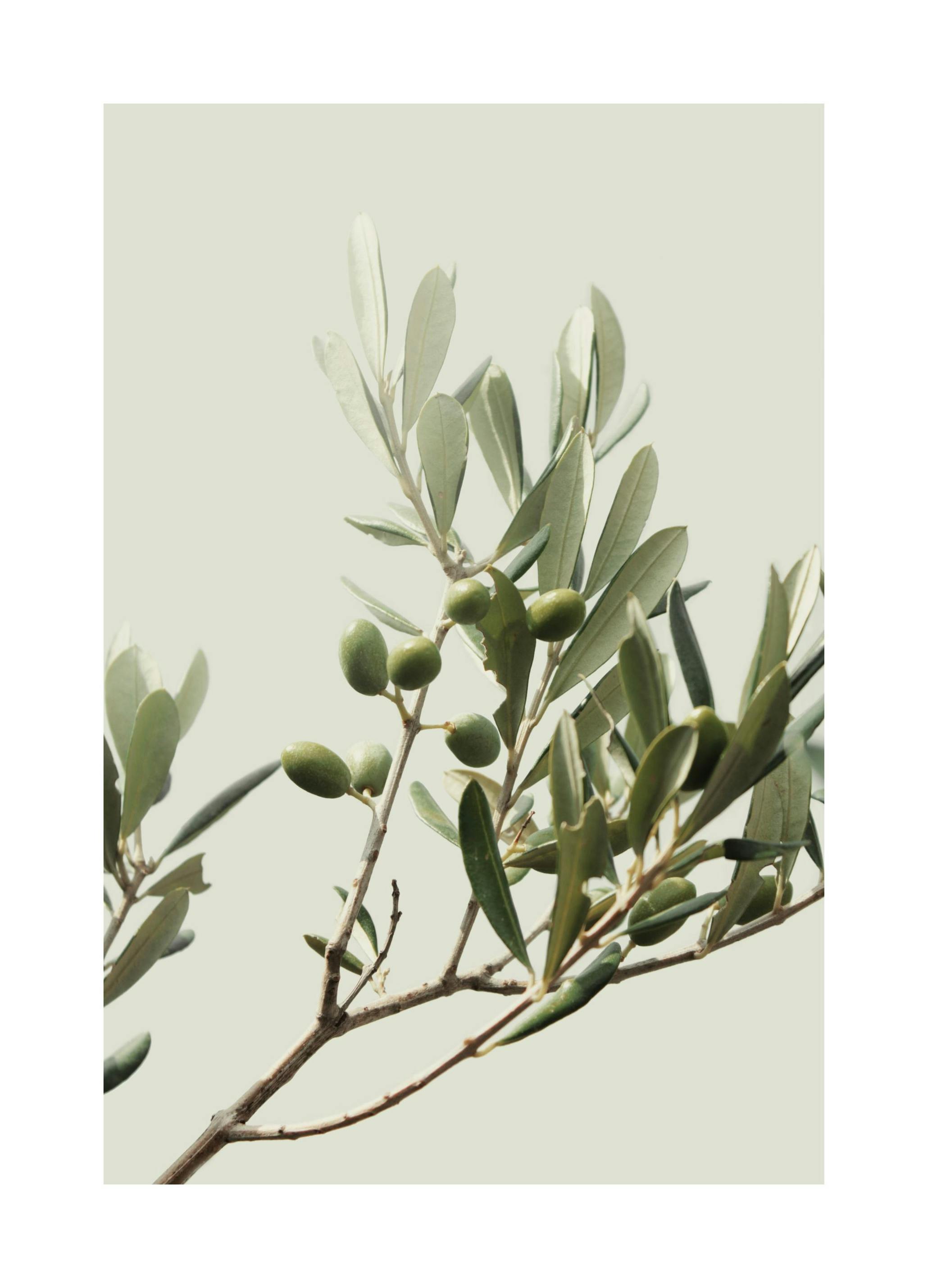 Sunny Olive Branch Plakat (21x30 cm) - Plakater > Kunstplakater > Fotokunst