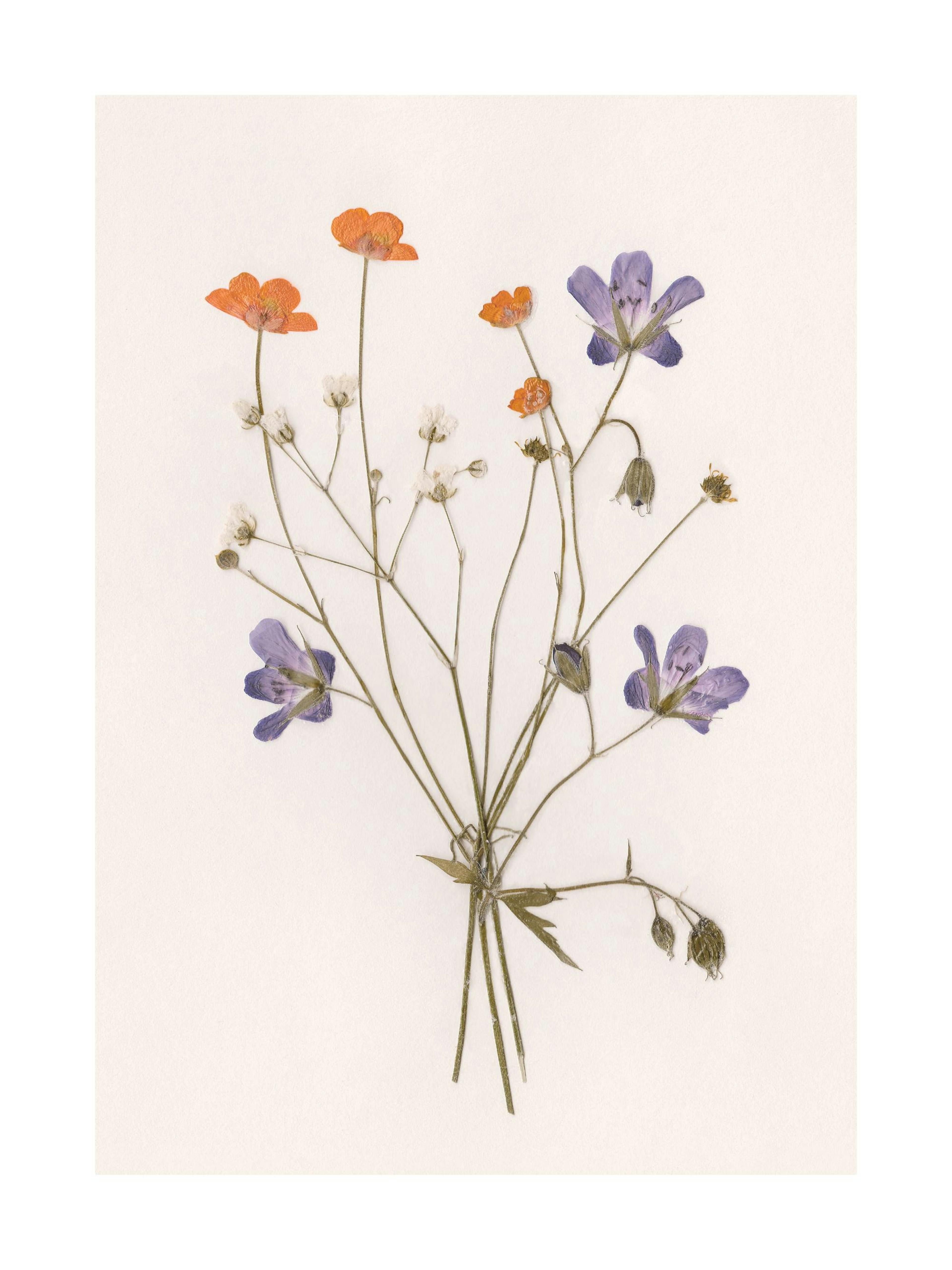 Affiche photographie dun bouquet de petites fleurs pressées orange et violettes sur fond beige clair