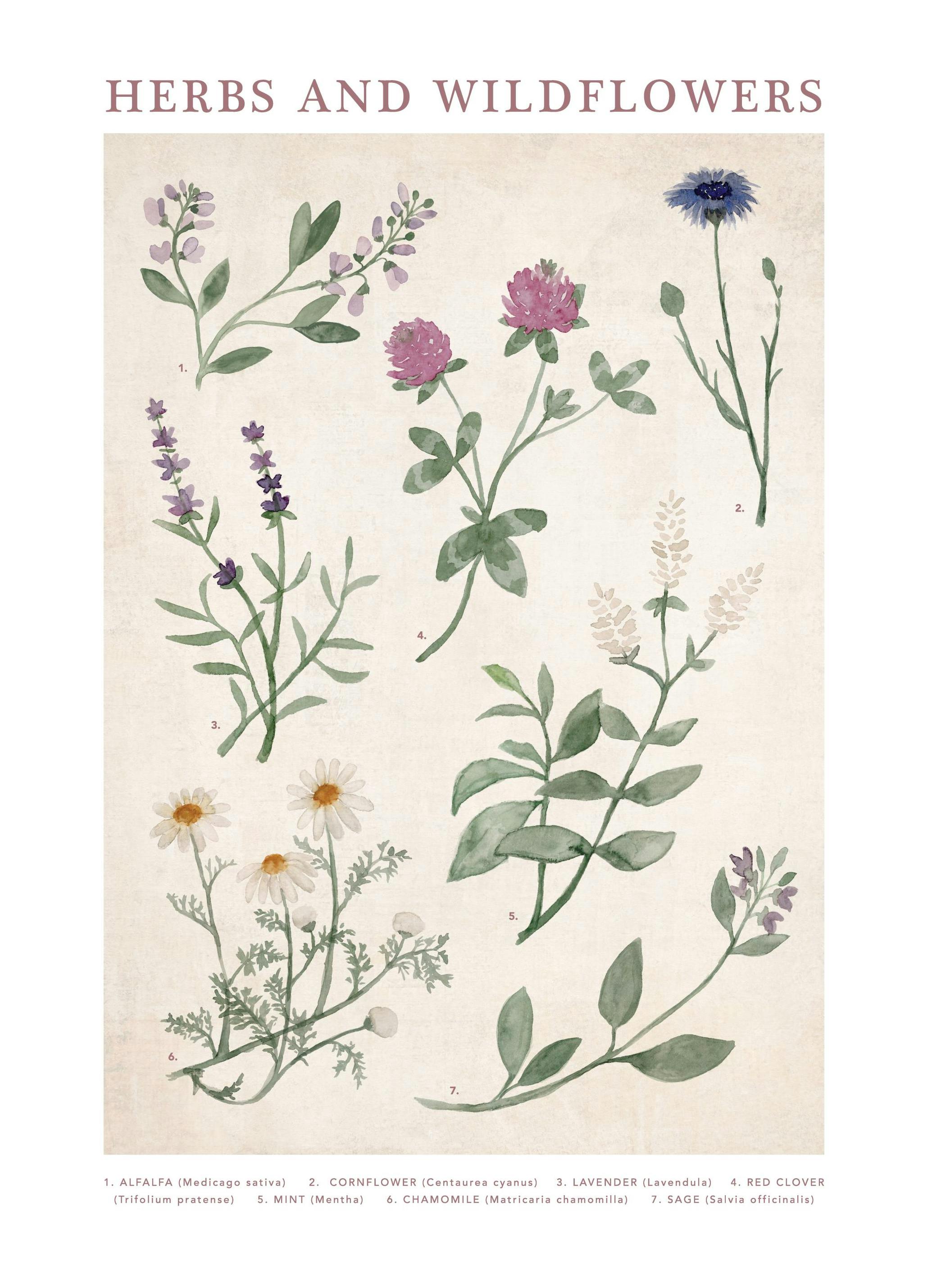 Prints - Herbs and Wildflowers Print (30x40 cm) - Floral prints