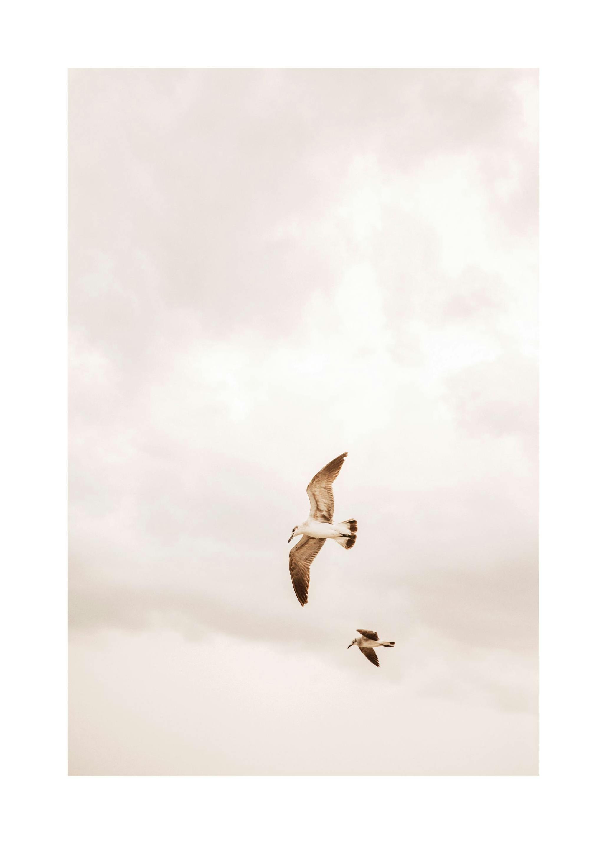 Prints - Flying Birds Print (30x40 cm) - Molly-Mae X Desenio