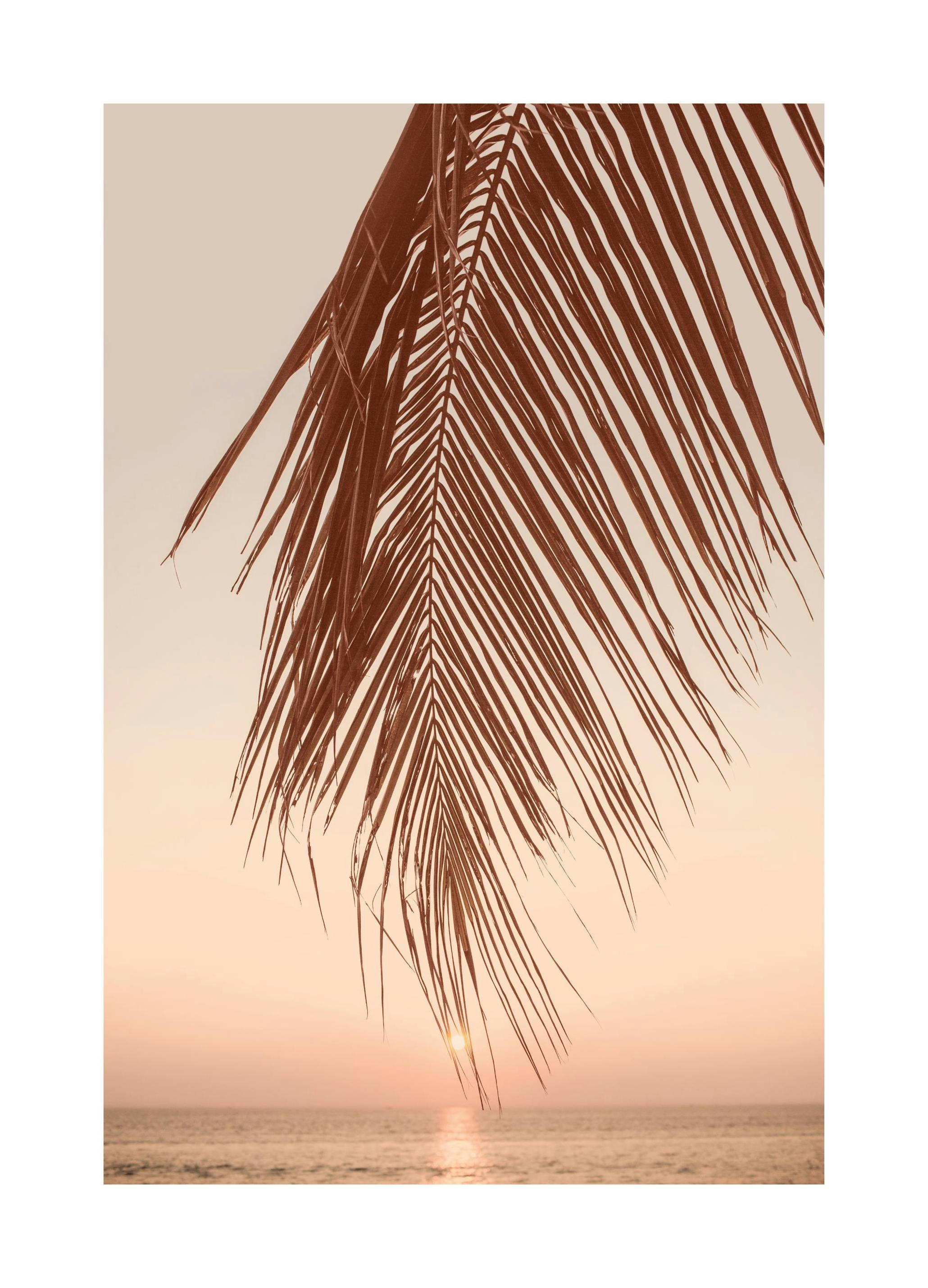 Sunset Palm Plagát (30x40 cm)