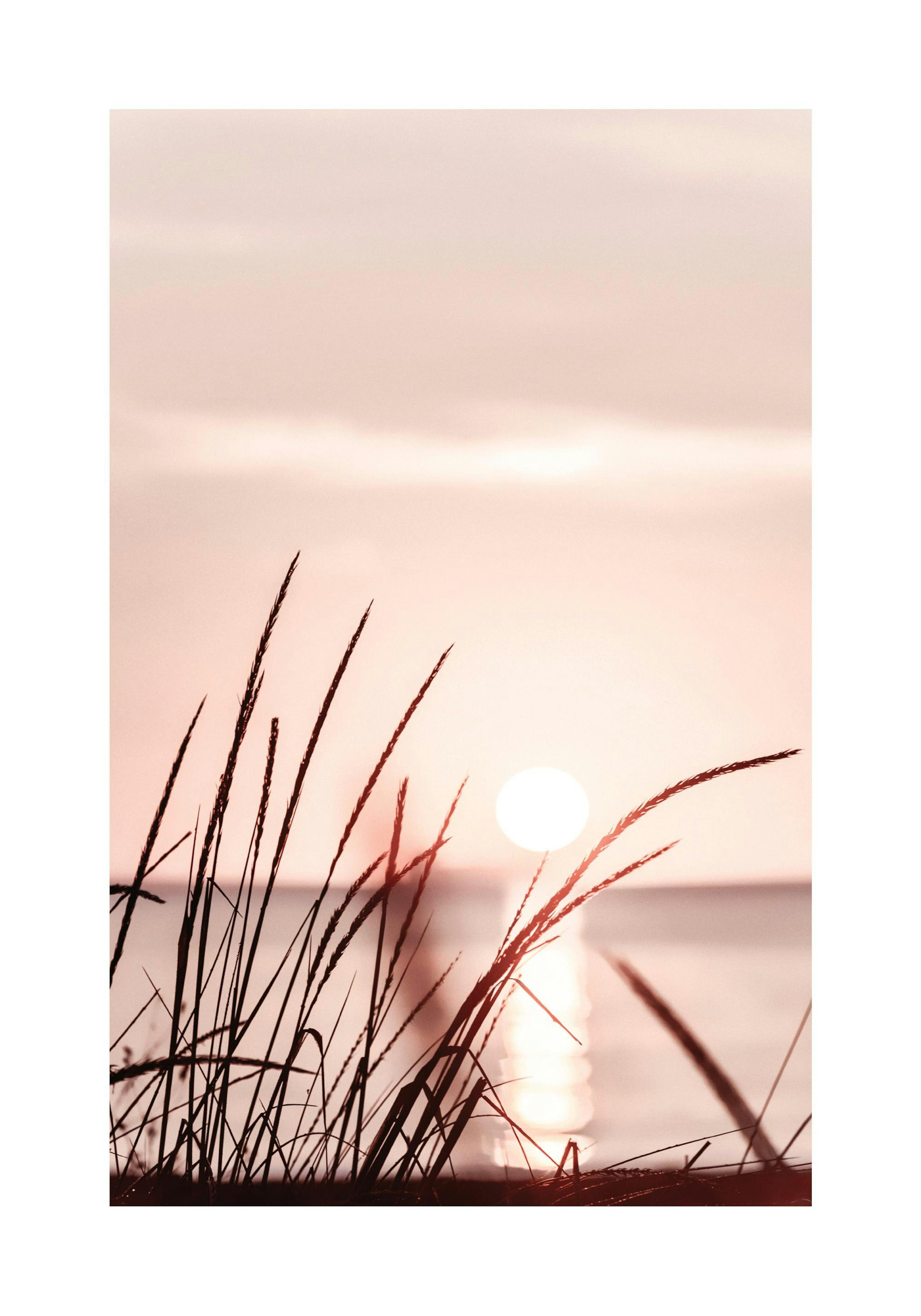 Photo of grass silhouettes against a pastel pink sunset sky with a bright sun reflecting on water. Summer aesthetic.