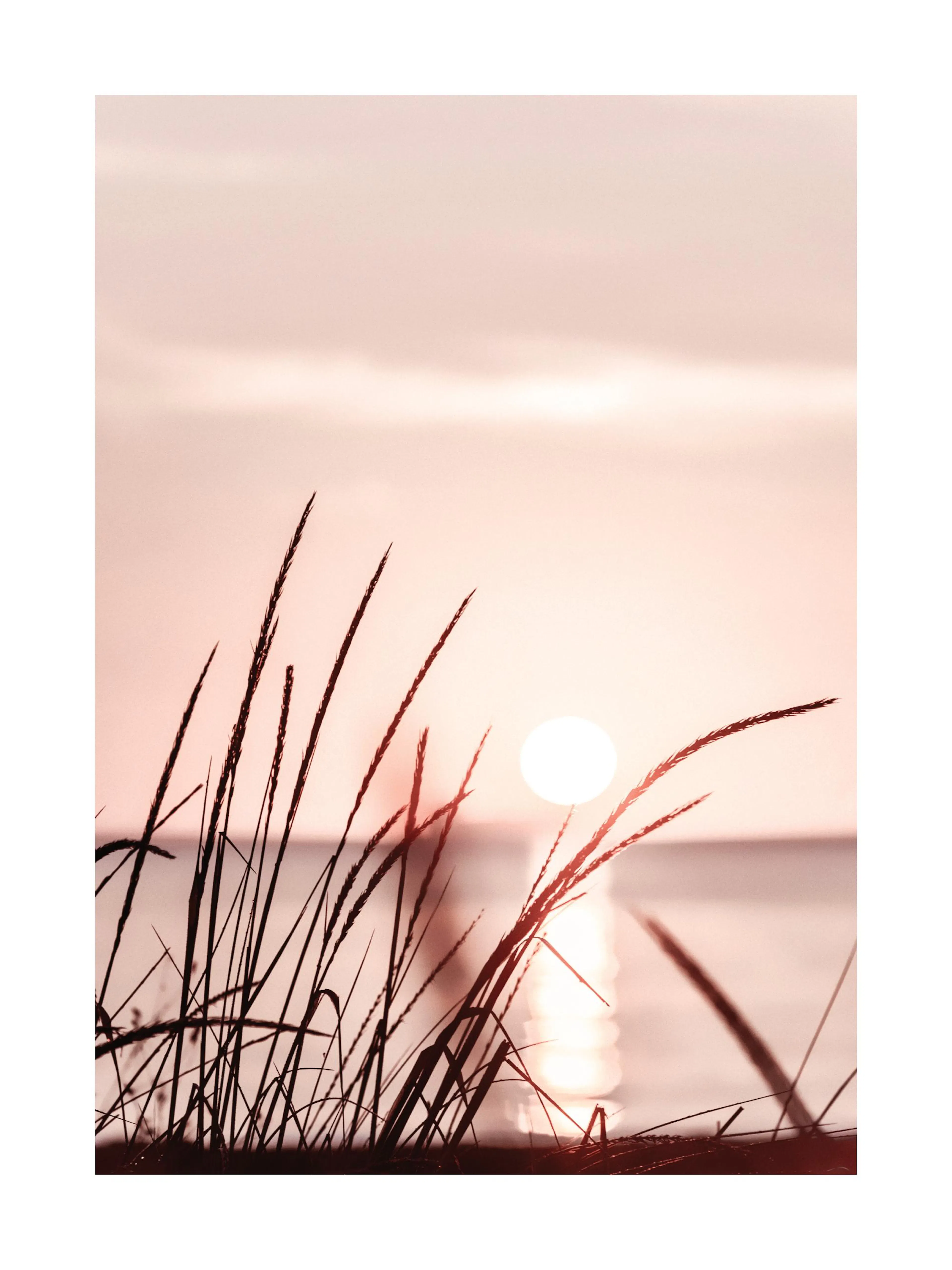 Fotografia di steli derba scuri al tramonto con cielo rosa pastello e riflesso del sole sullacqua.