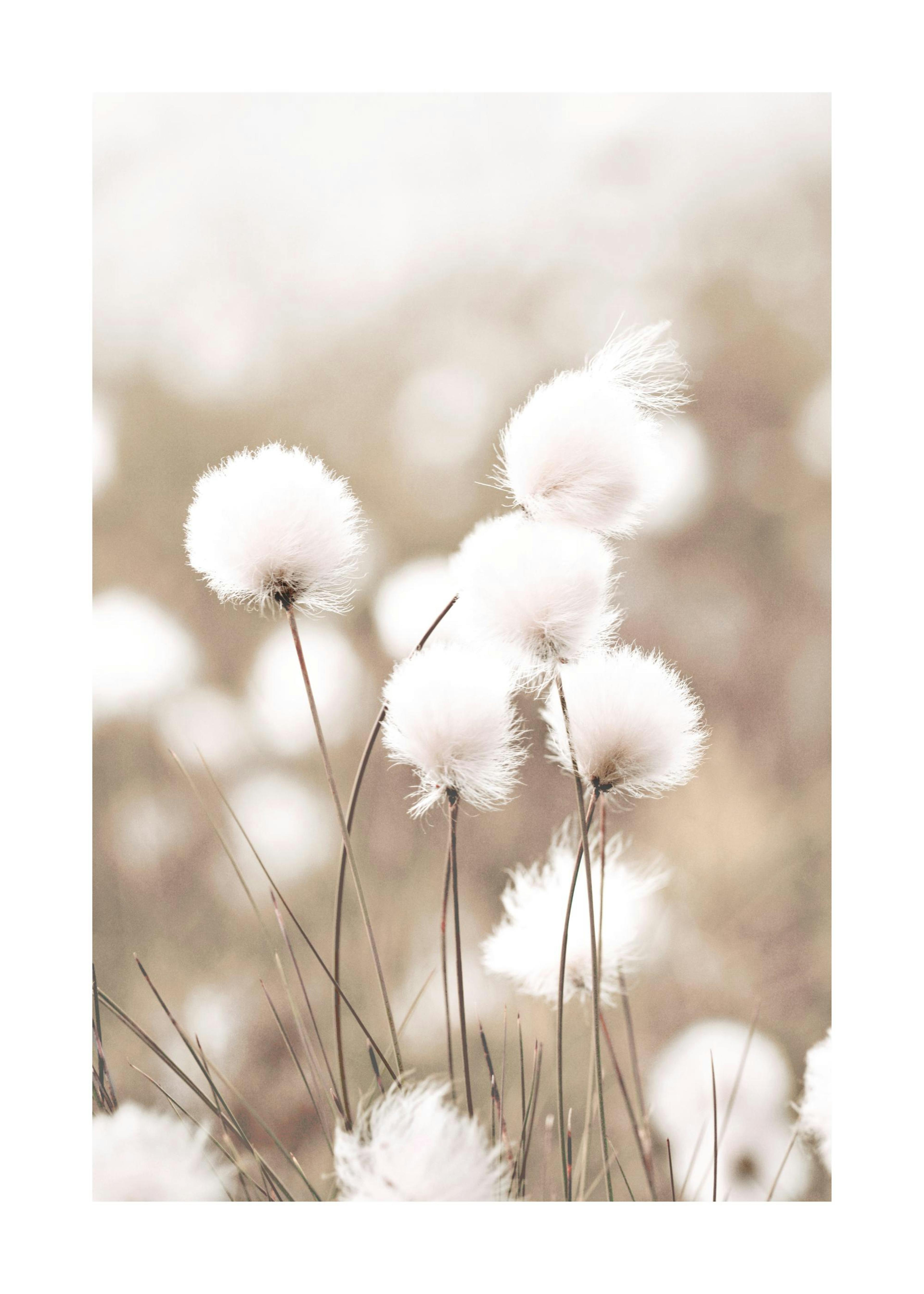 Cottongrass Plakat 0