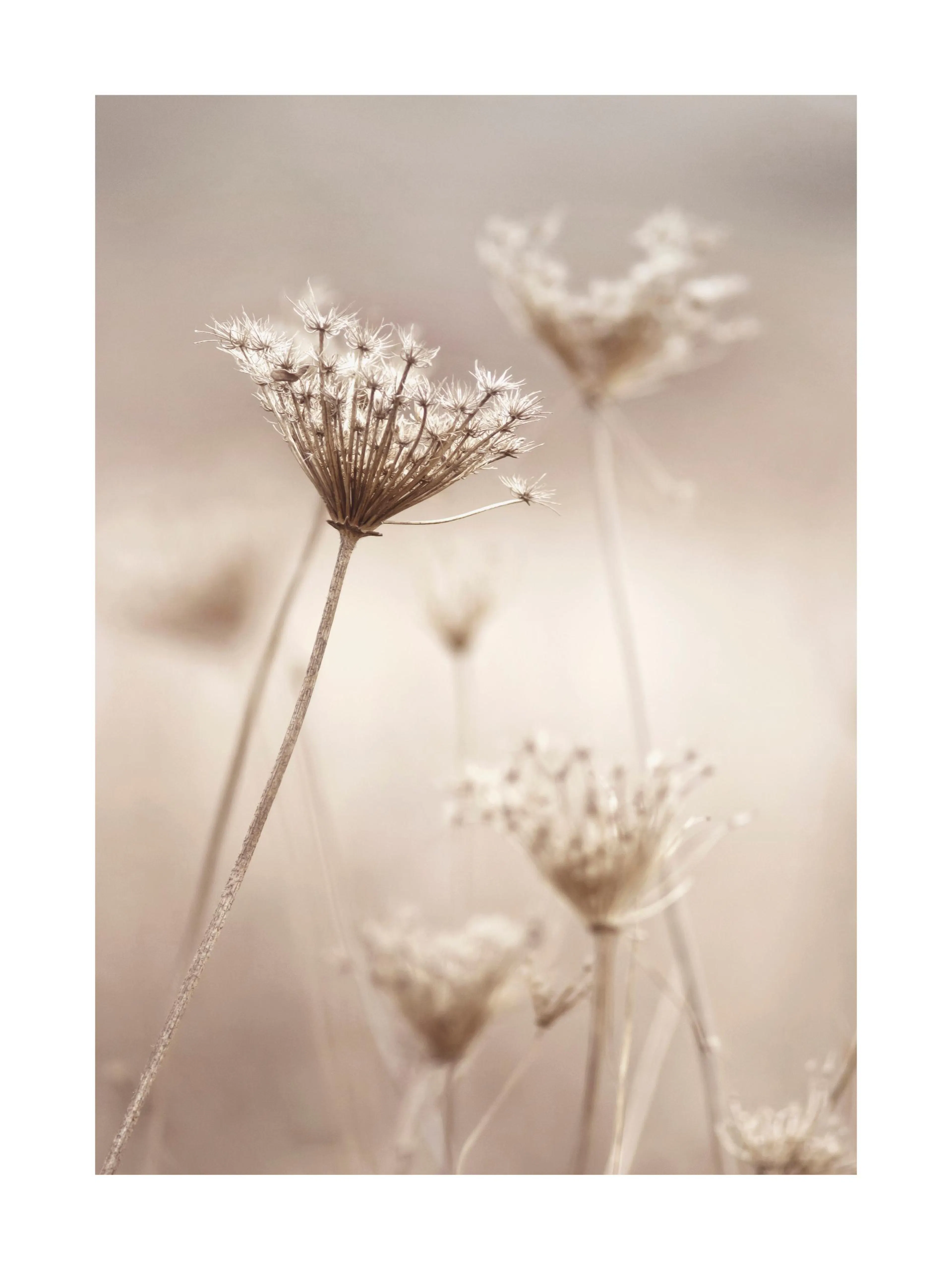 Affiche photographie de fleurs sauvages beiges sur fond flou, image nature aux tons doux