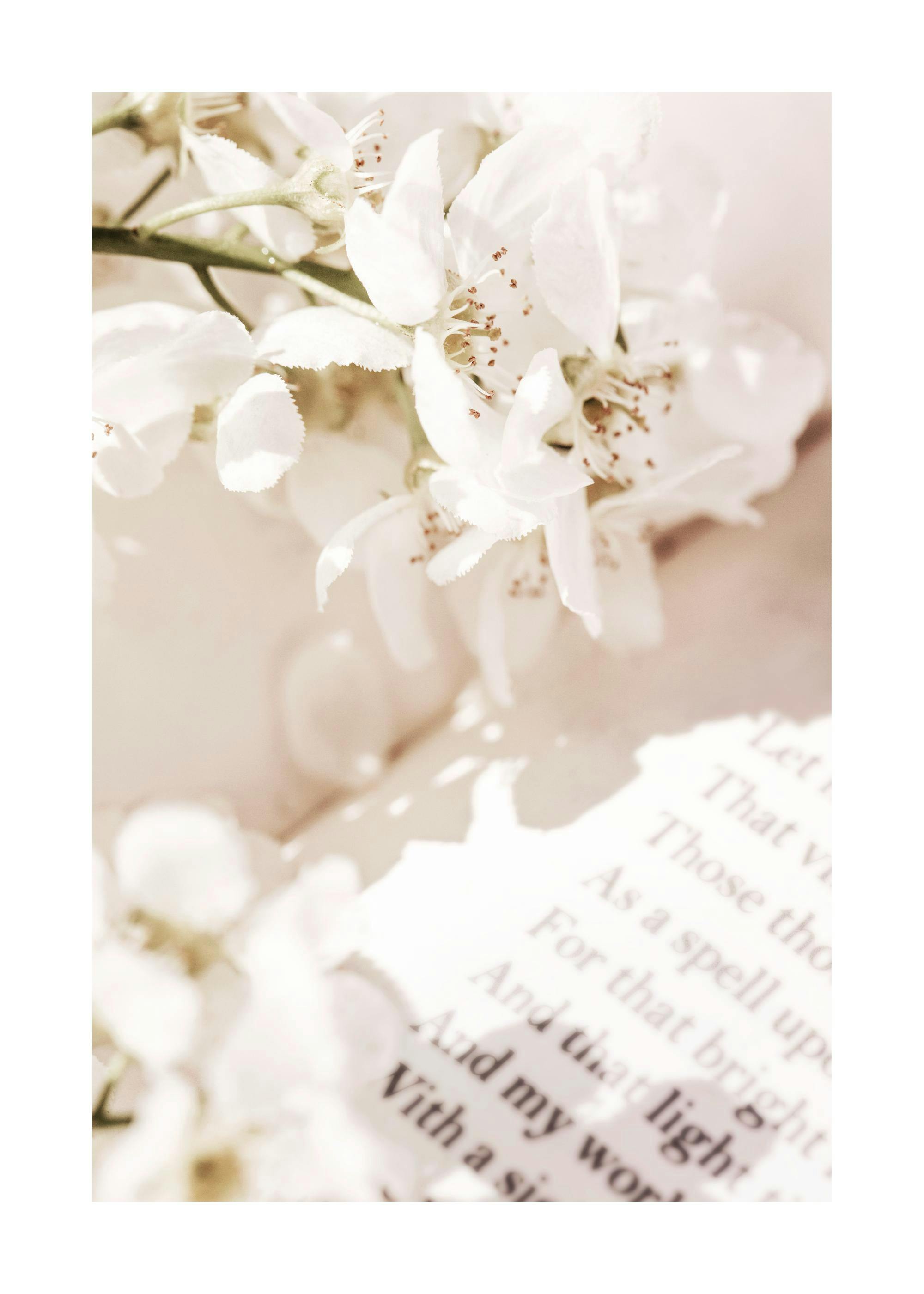 Affiche photographique de fleurs blanches délicates posées sur une page de livre, créant une ambiance romantique.