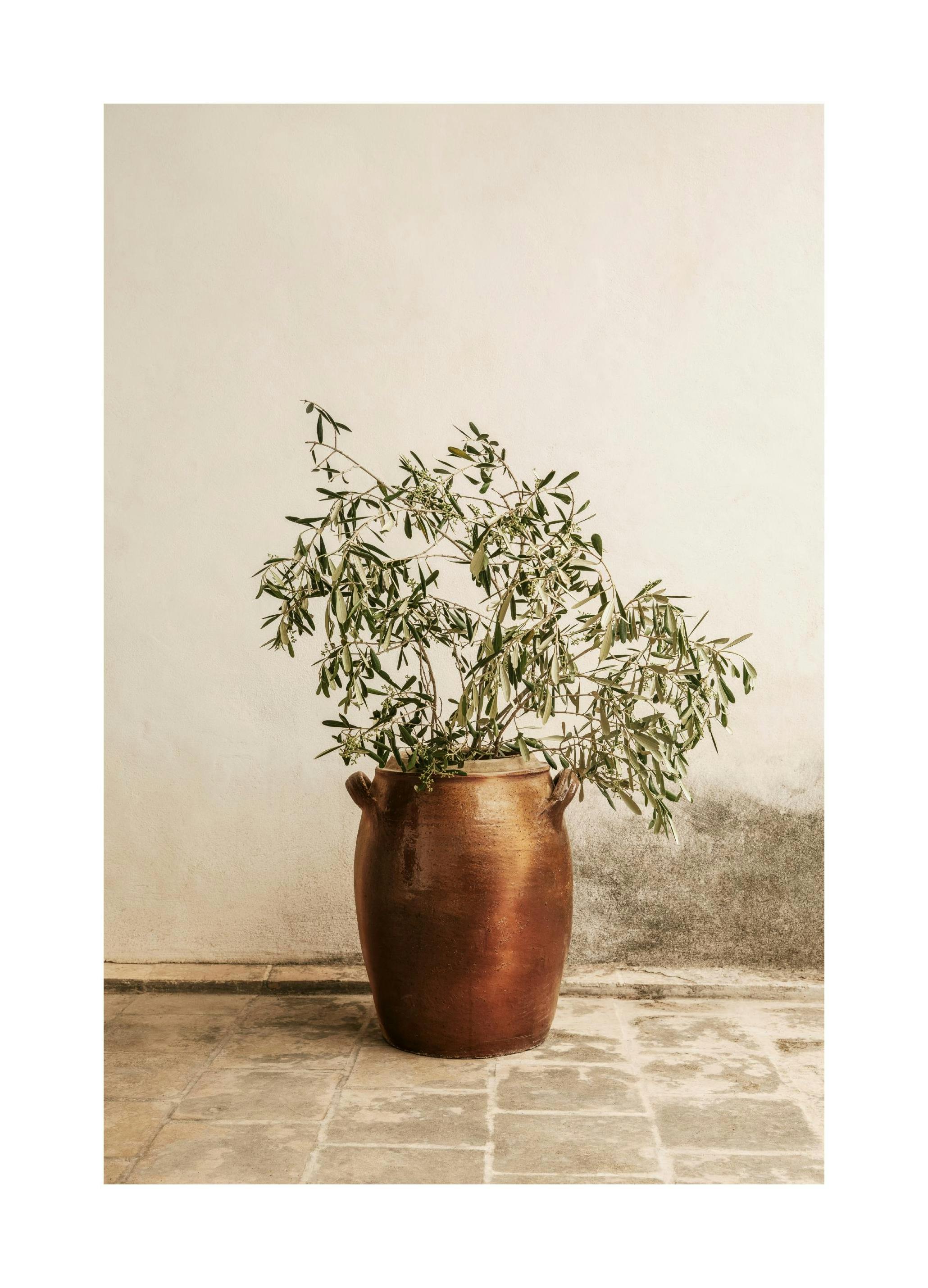 Prints - Rustic Olive Branch Print (50x70 cm) - Botanical prints
