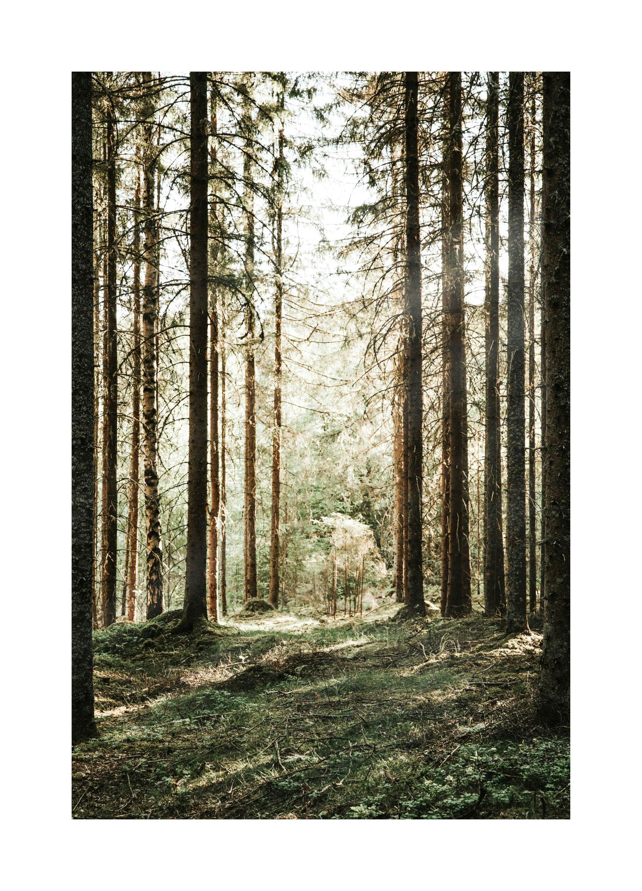Forest Grove Poster (21x30 cm)