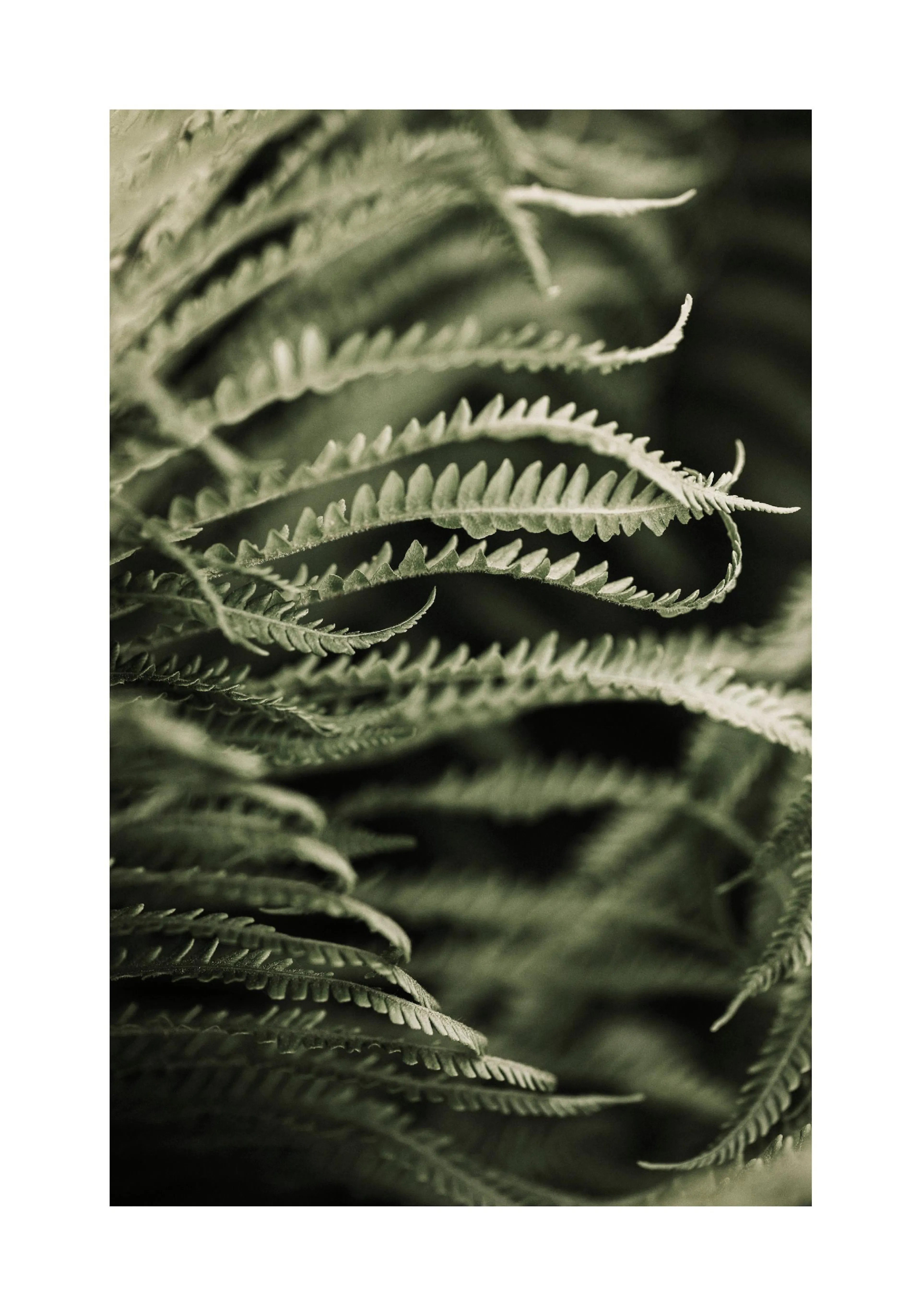 Affiche de photographie en gros plan dune feuille de fougère verte