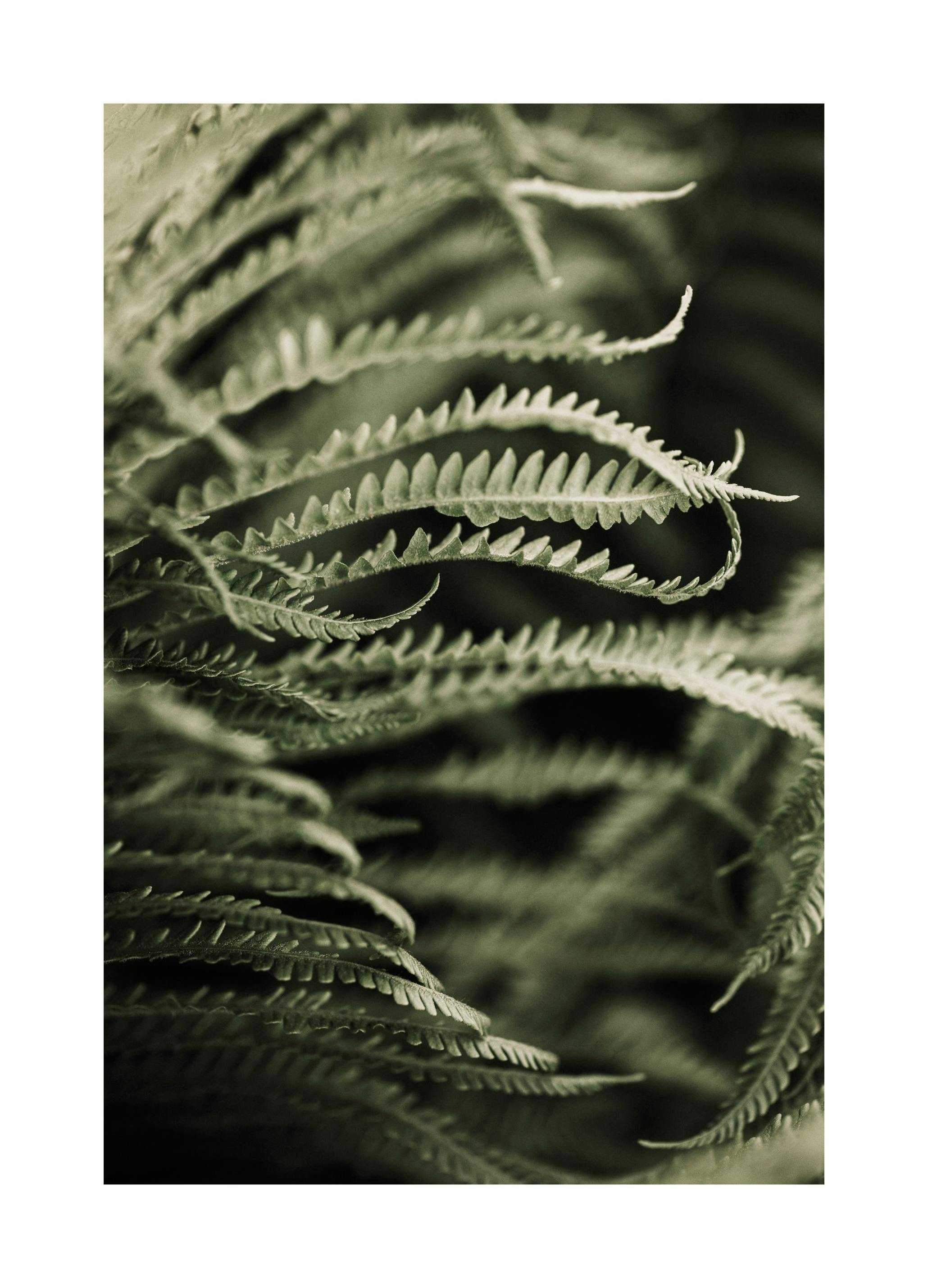 Fern Close Up Poster (21x30 cm)
