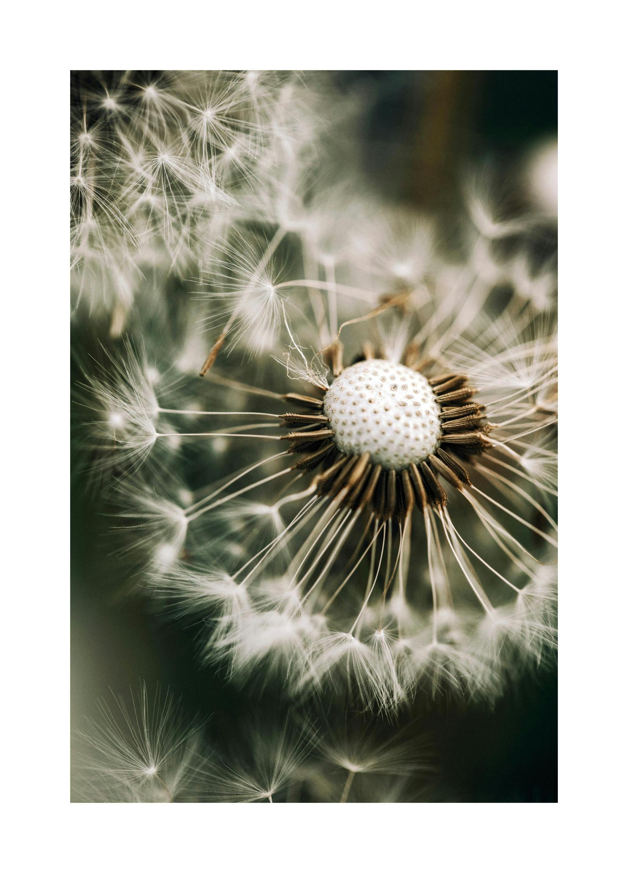 Prints - Dandelion in Green Print (21x30 cm) - Botanical prints