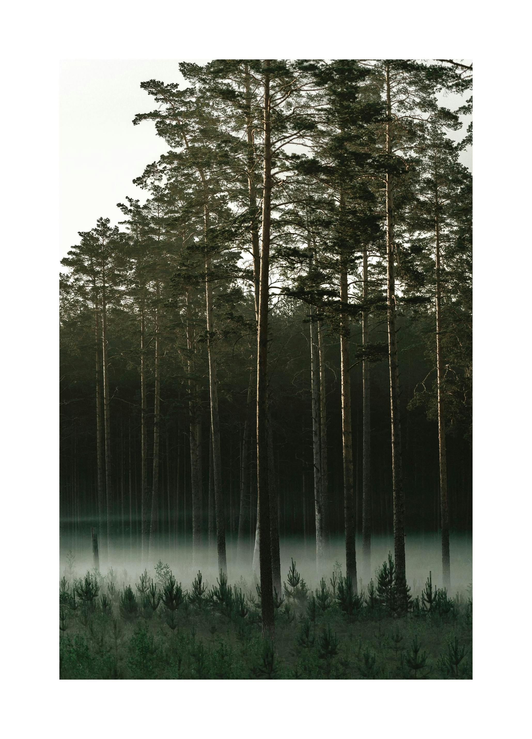 Misty Forest Poster (30x40 cm)